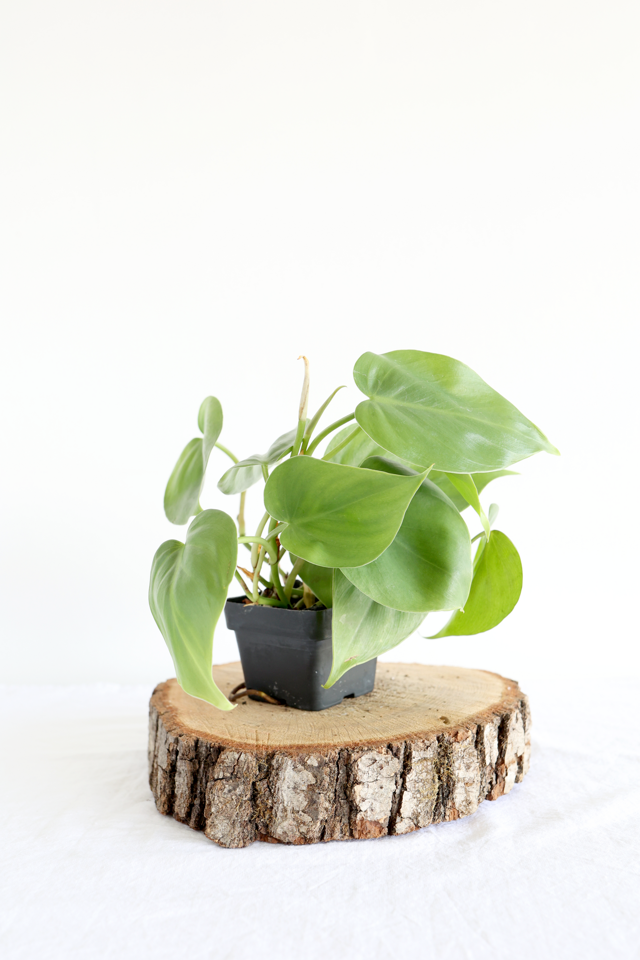 Houseplants