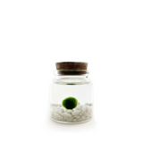 Small Moss Ball | Moss Rico