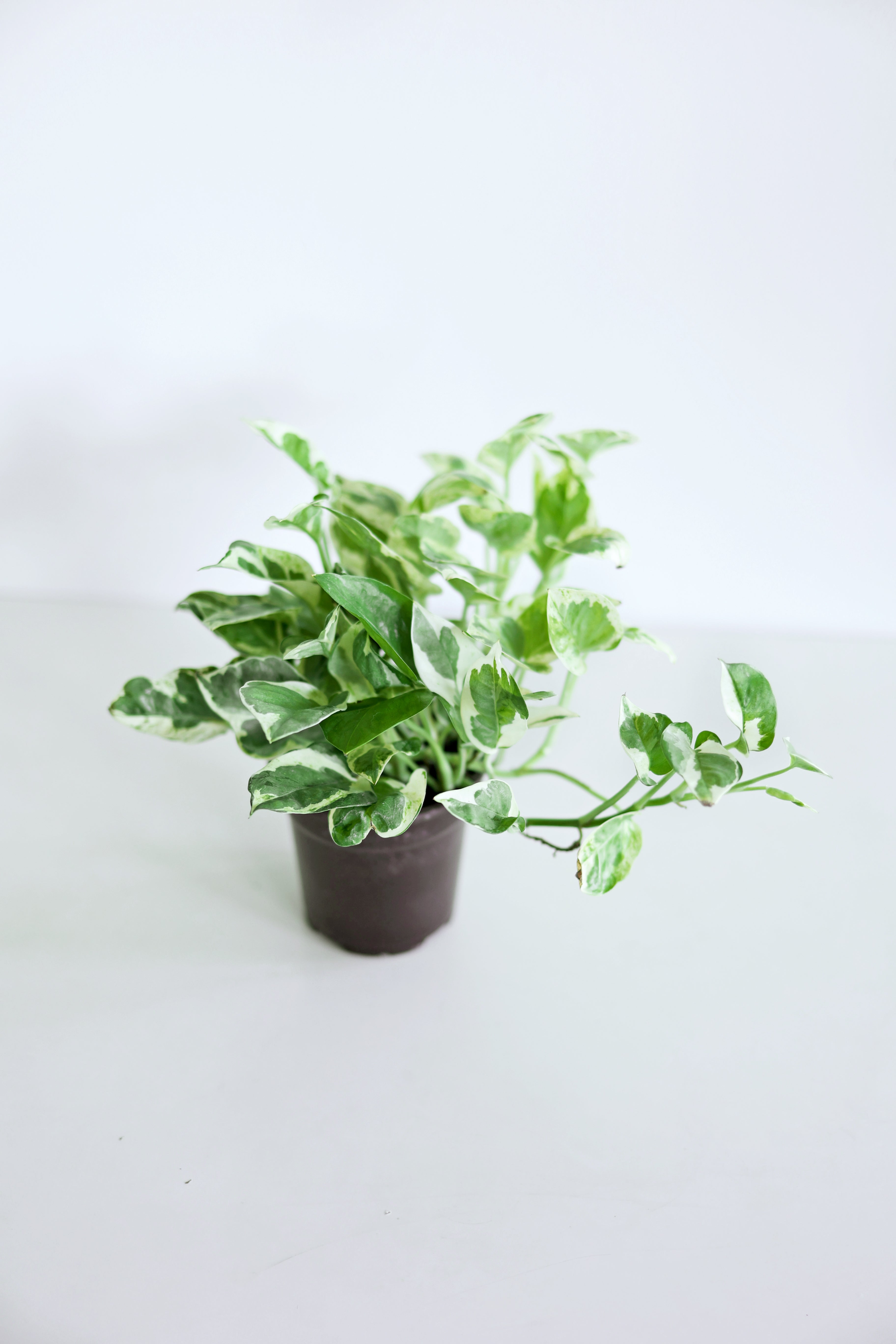 Pearls and Jade Pothos