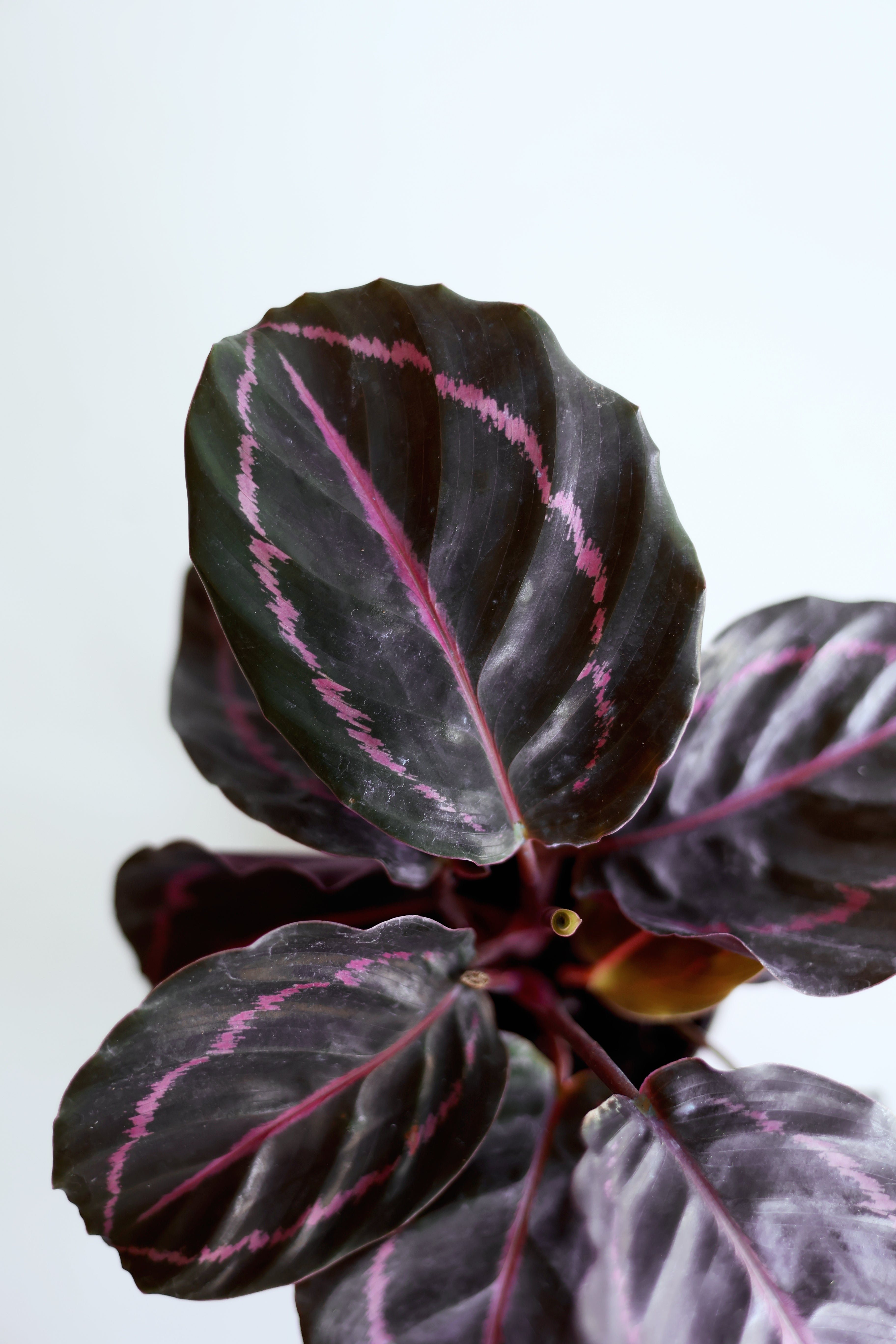 Dottie Calathea (Calathea Roseopicta)