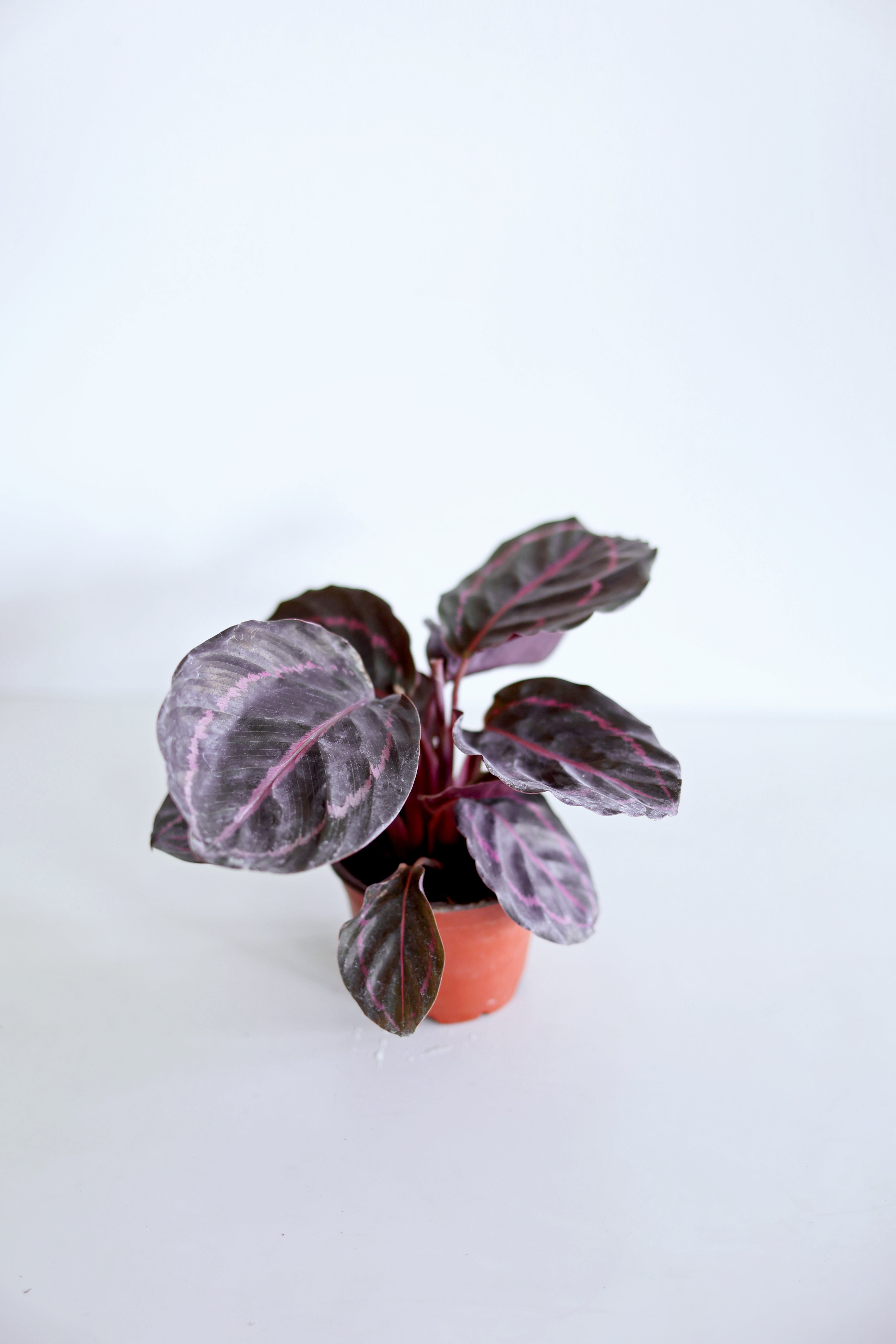 Dottie Calathea (Calathea Roseopicta)