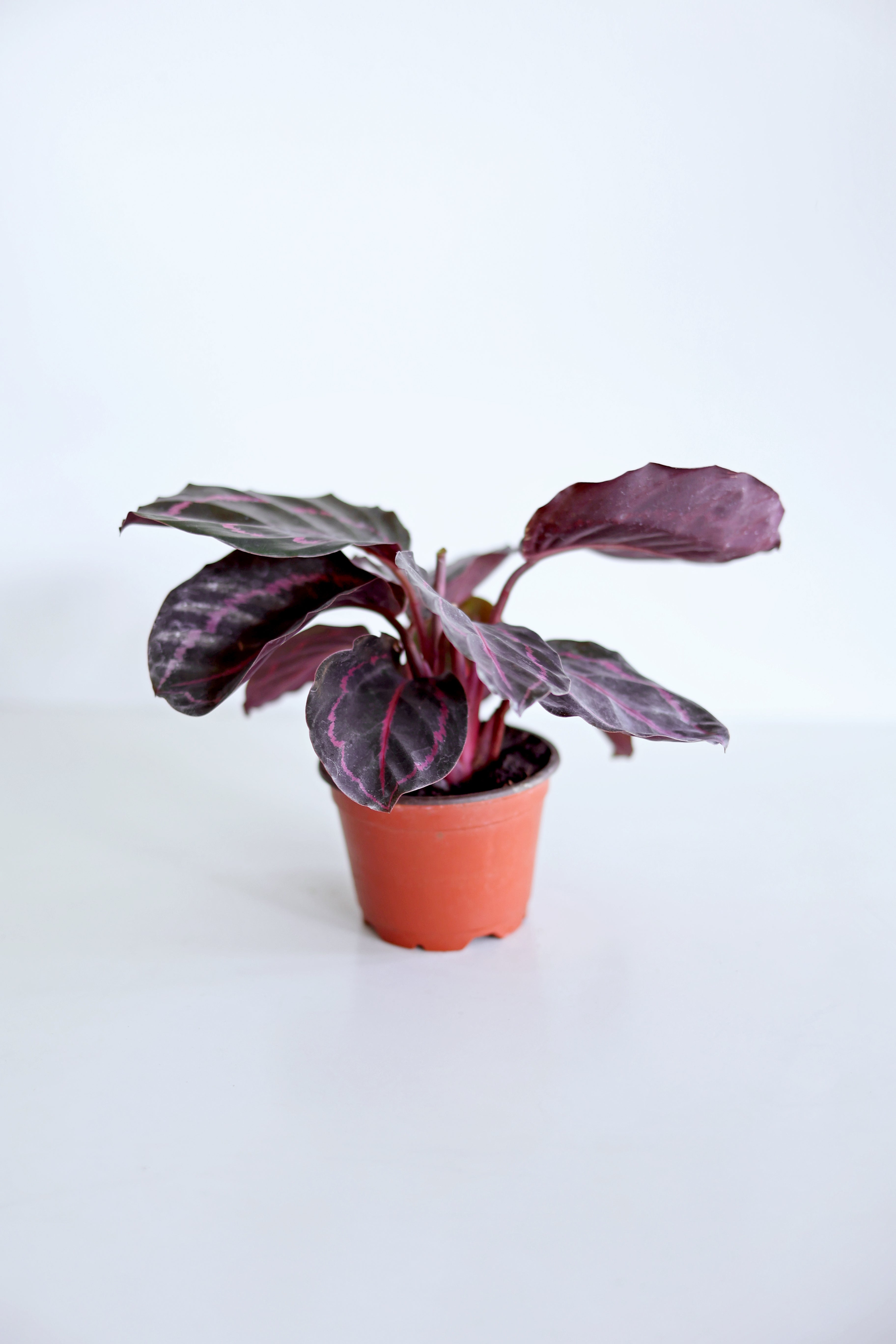Dottie Calathea (Calathea Roseopicta)