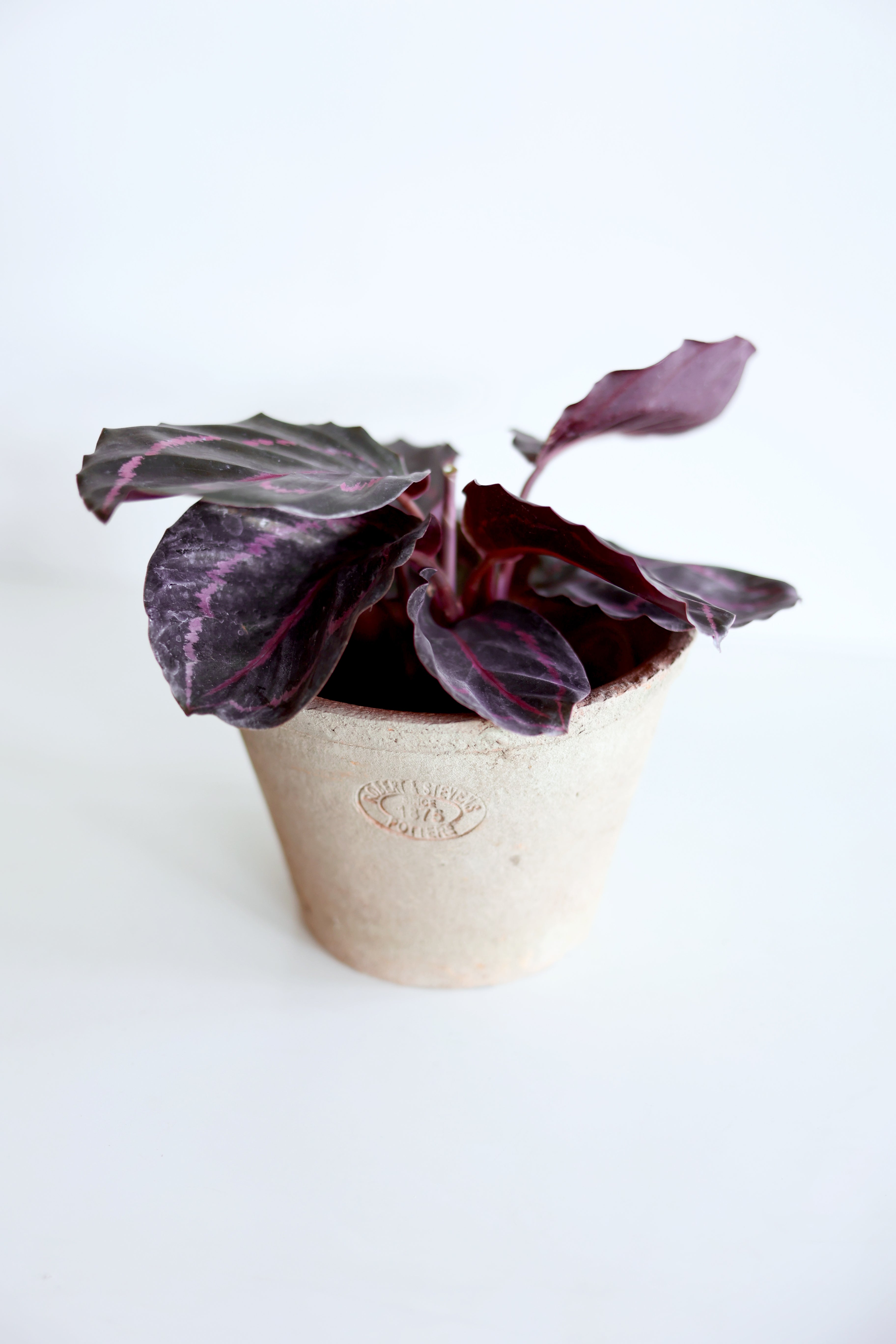 Dottie Calathea (Calathea Roseopicta)