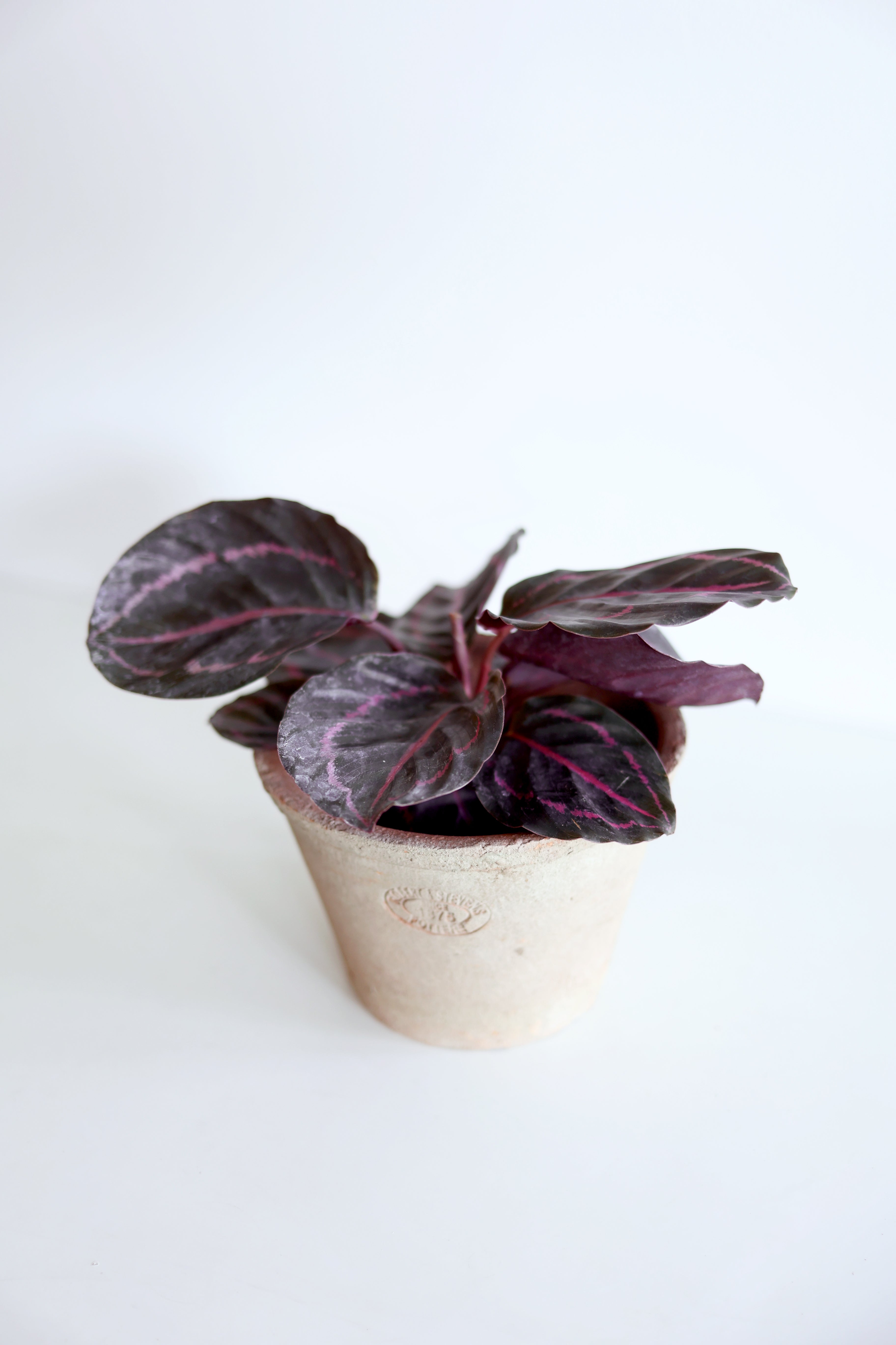 Dottie Calathea (Calathea Roseopicta)
