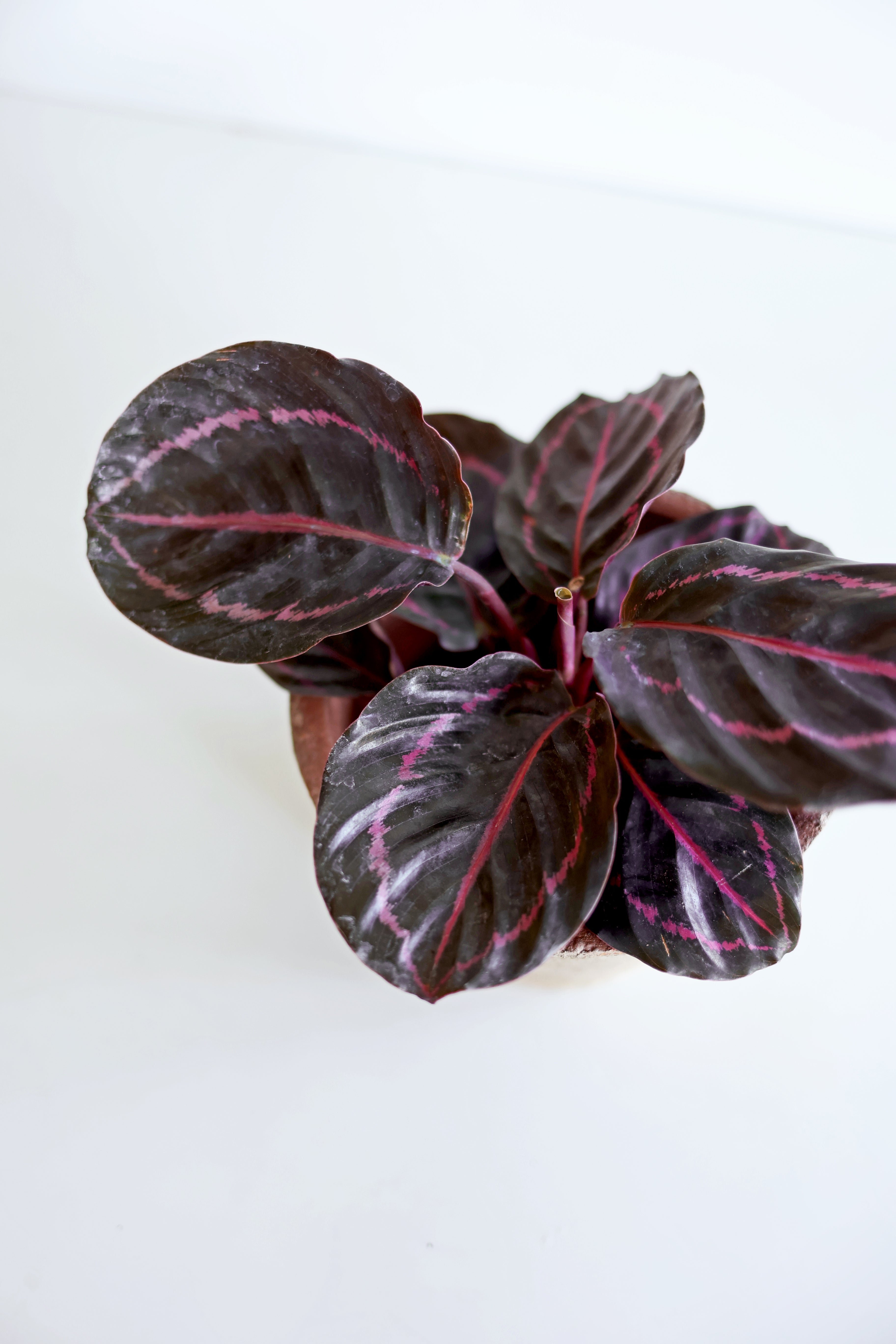 Dottie Calathea (Calathea Roseopicta)