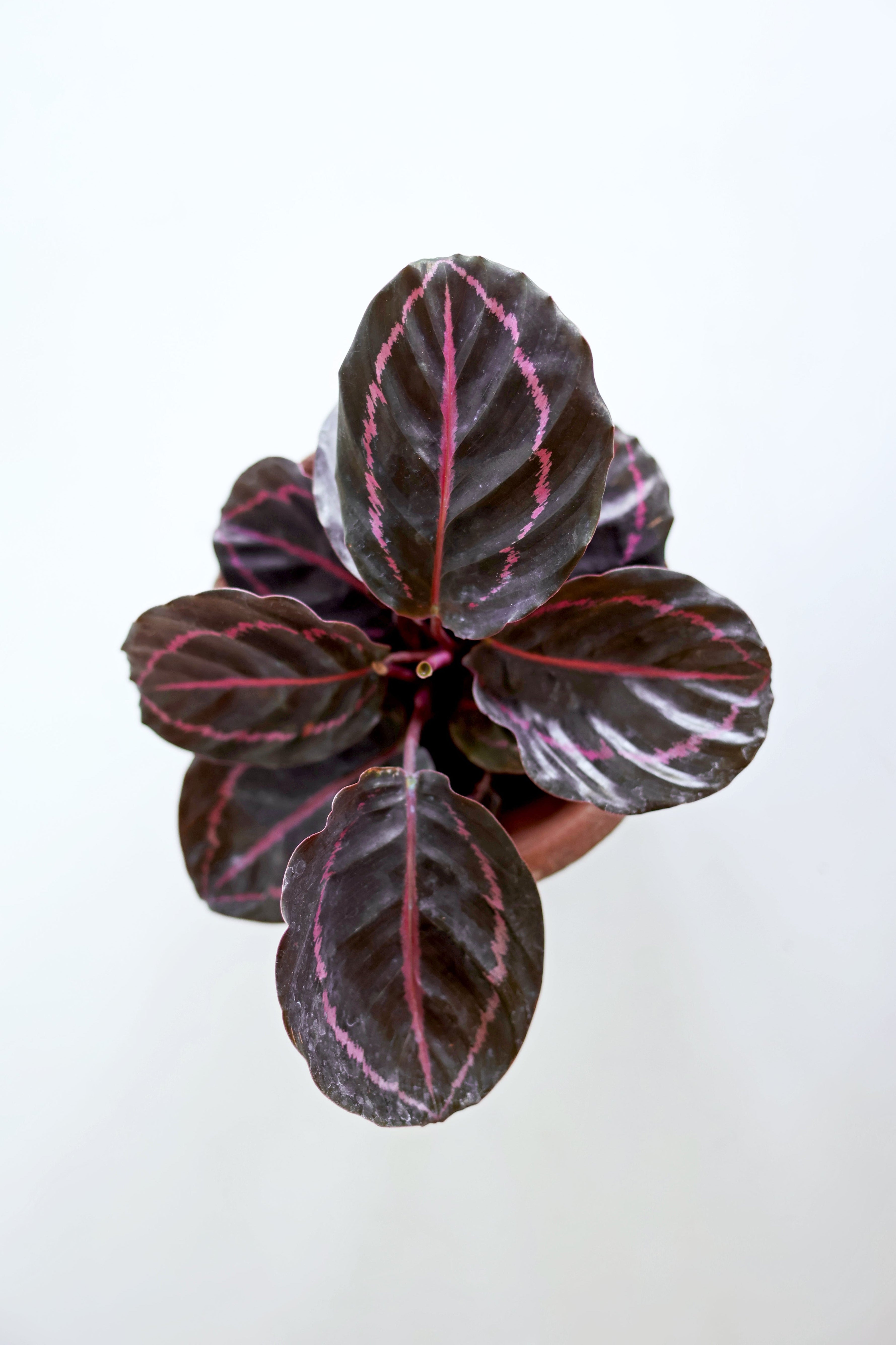 Dottie Calathea (Calathea Roseopicta)