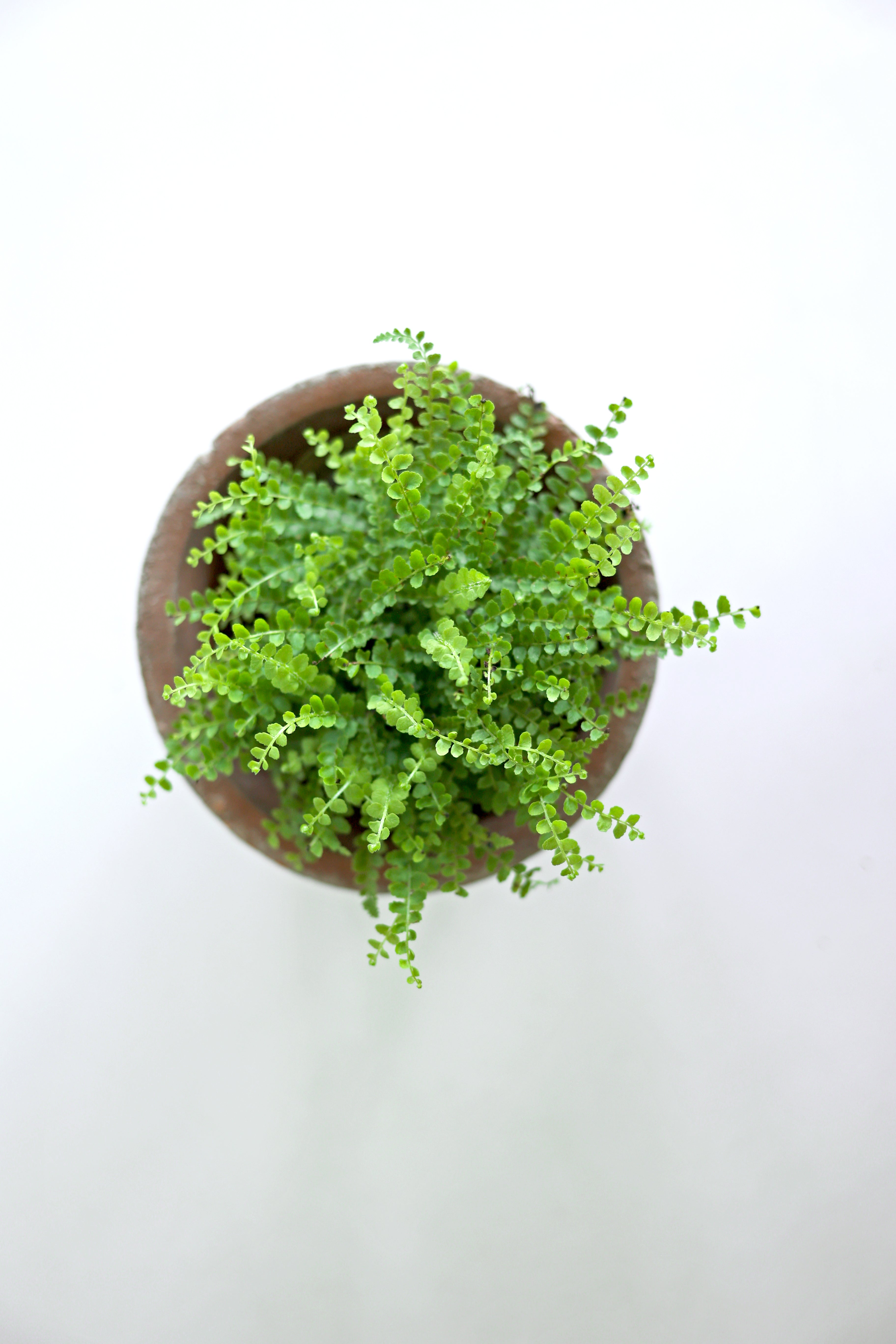 Lemon Button Fern