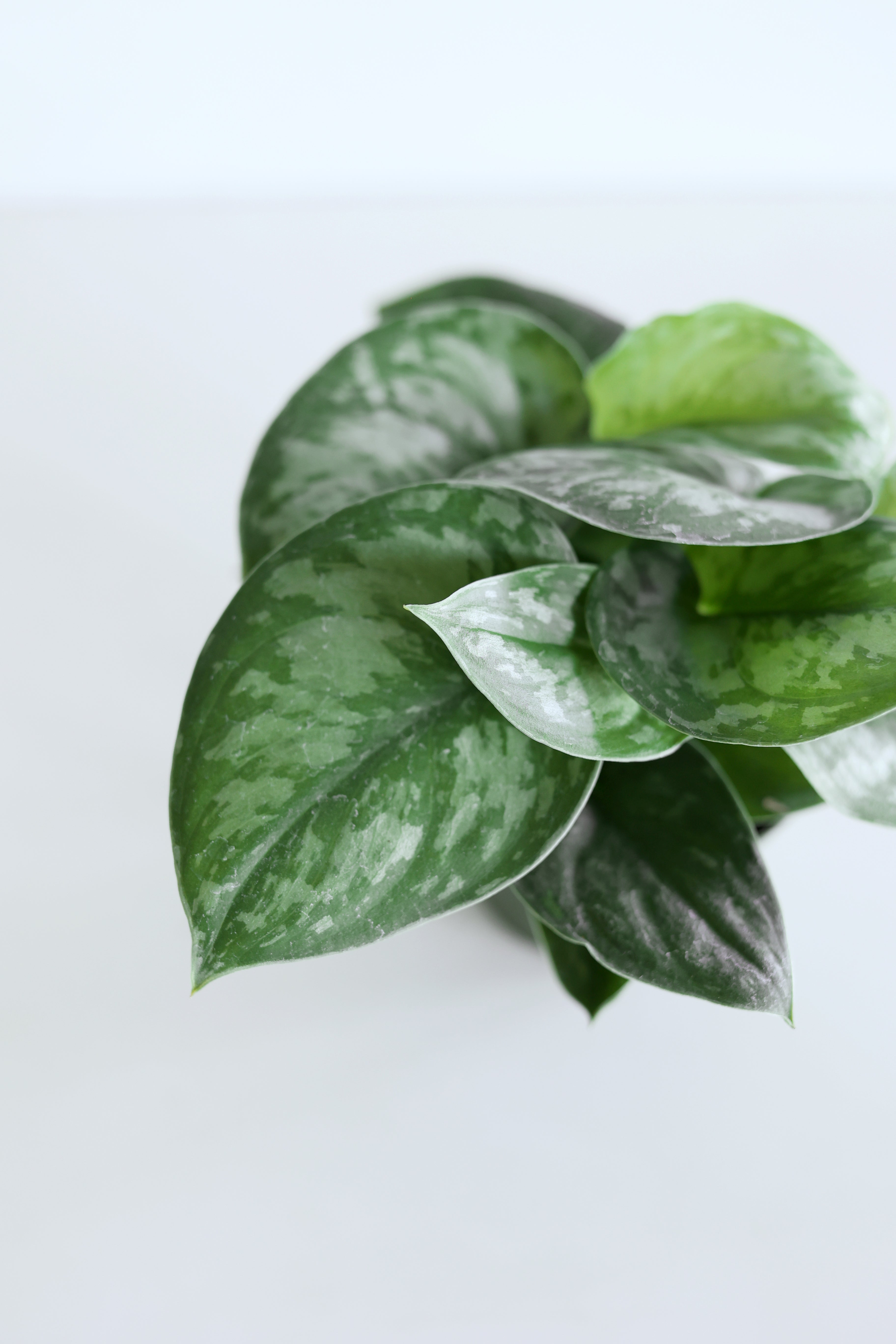 Scindapsus Pictus 'Exotica'