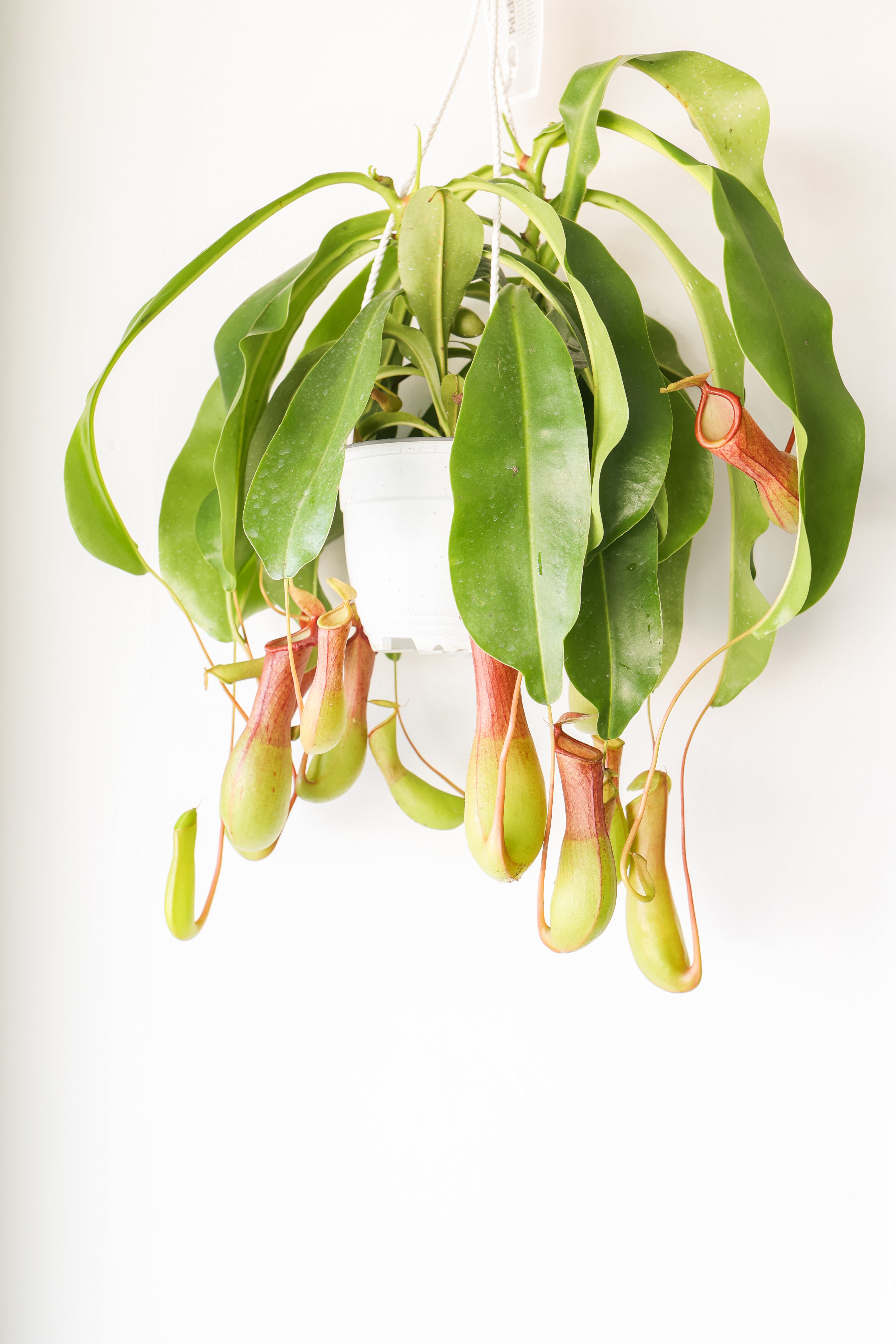 Pitcher Plant