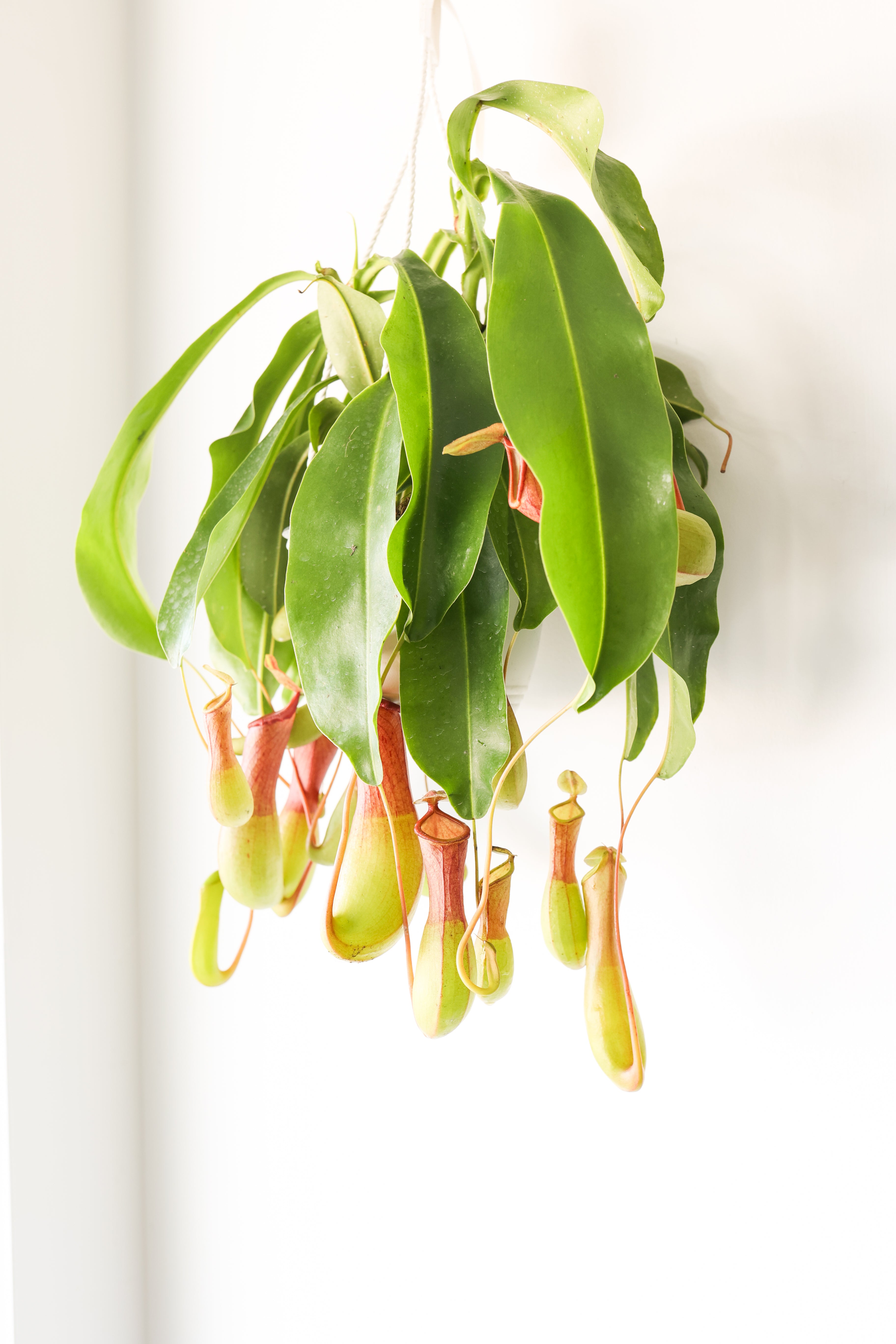Pitcher Plant