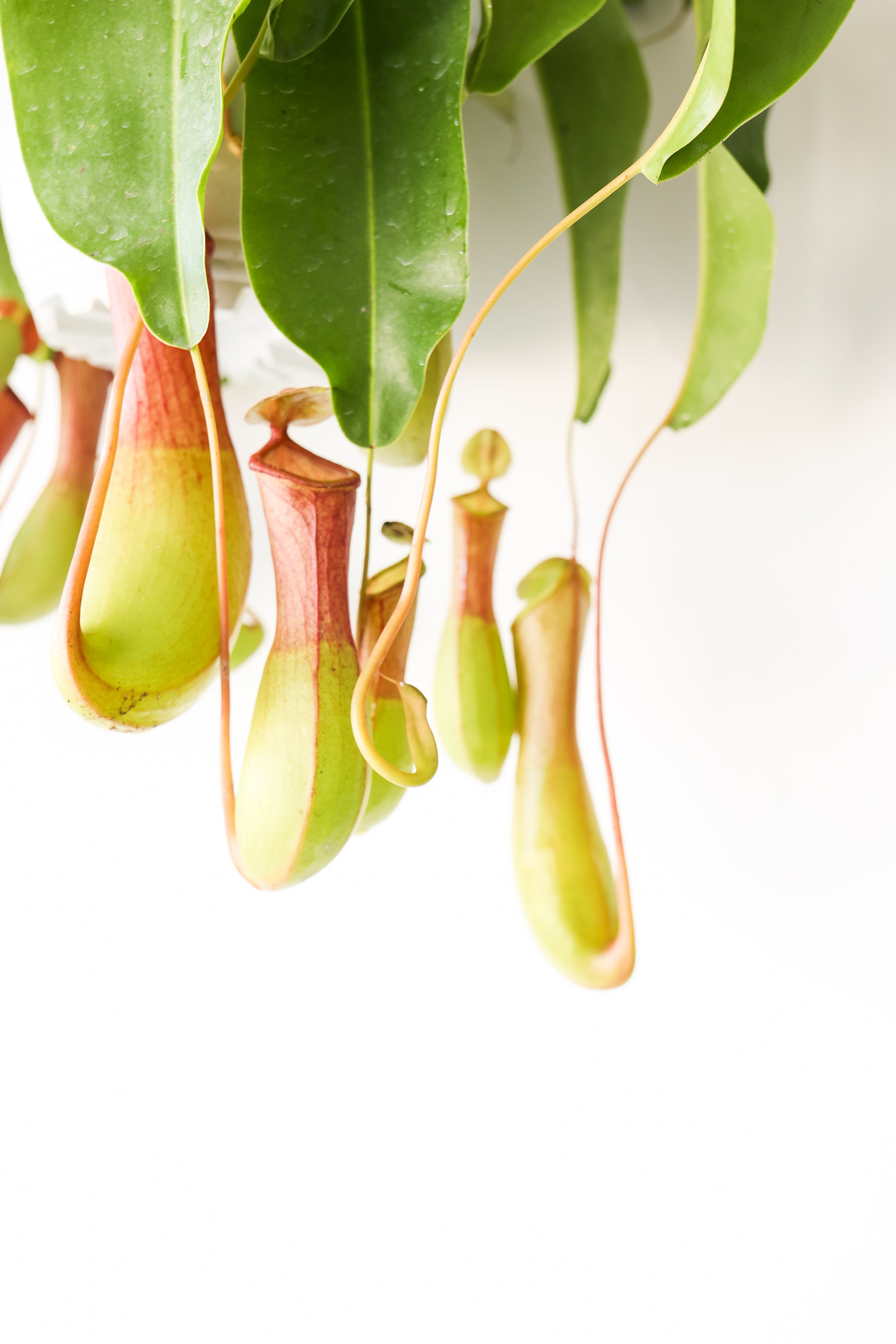 Pitcher Plant