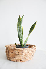 Variegated Snake Plant