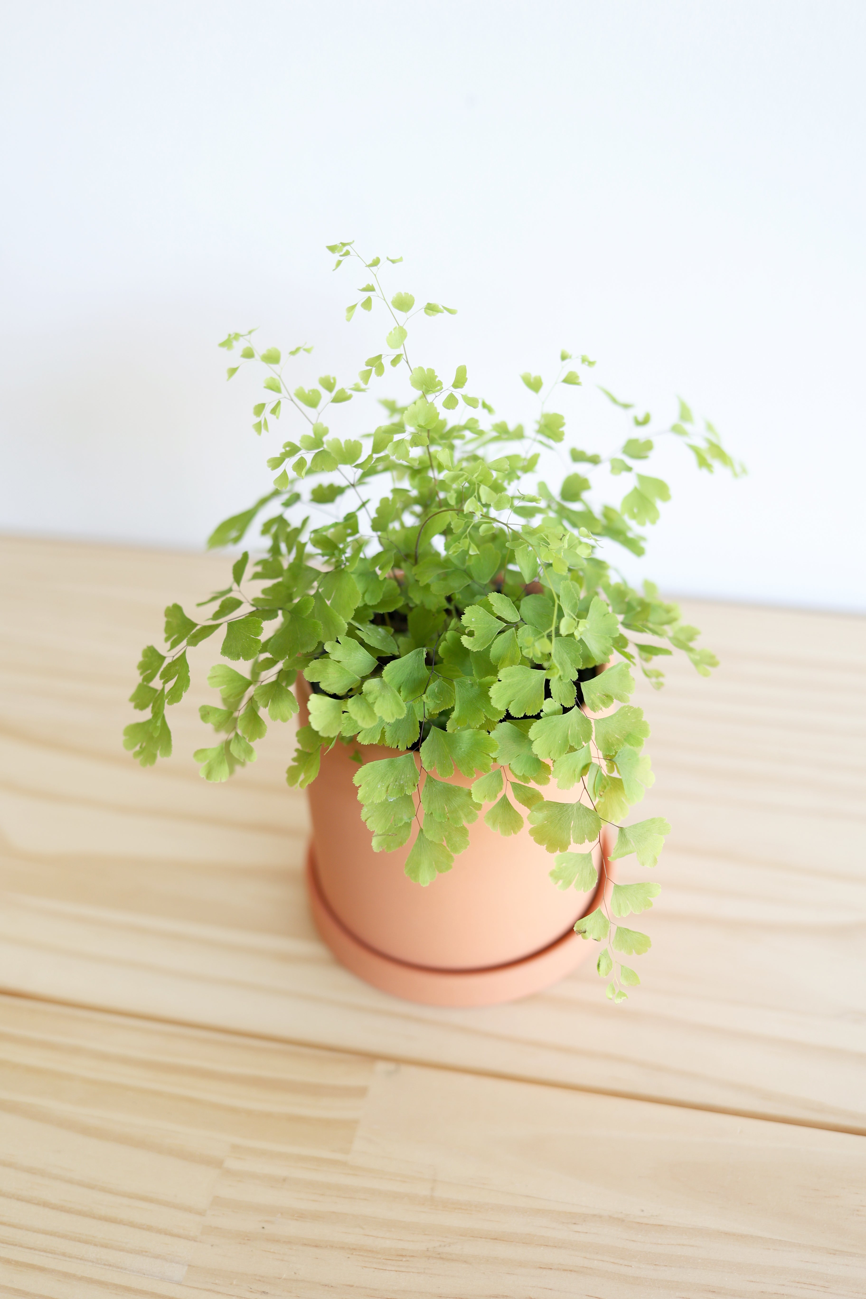 Maidenhair Fern