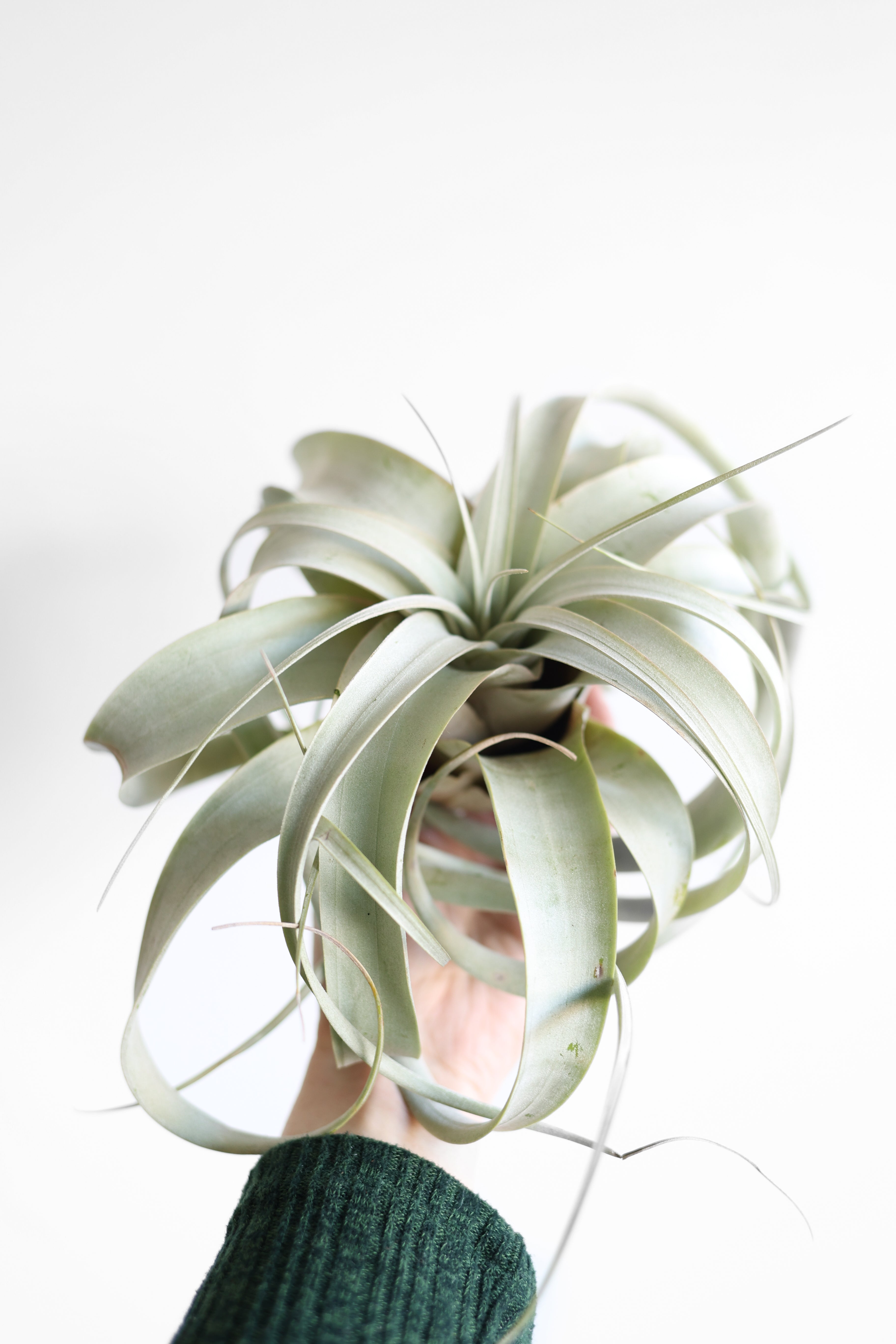 Air Plant Xerographica