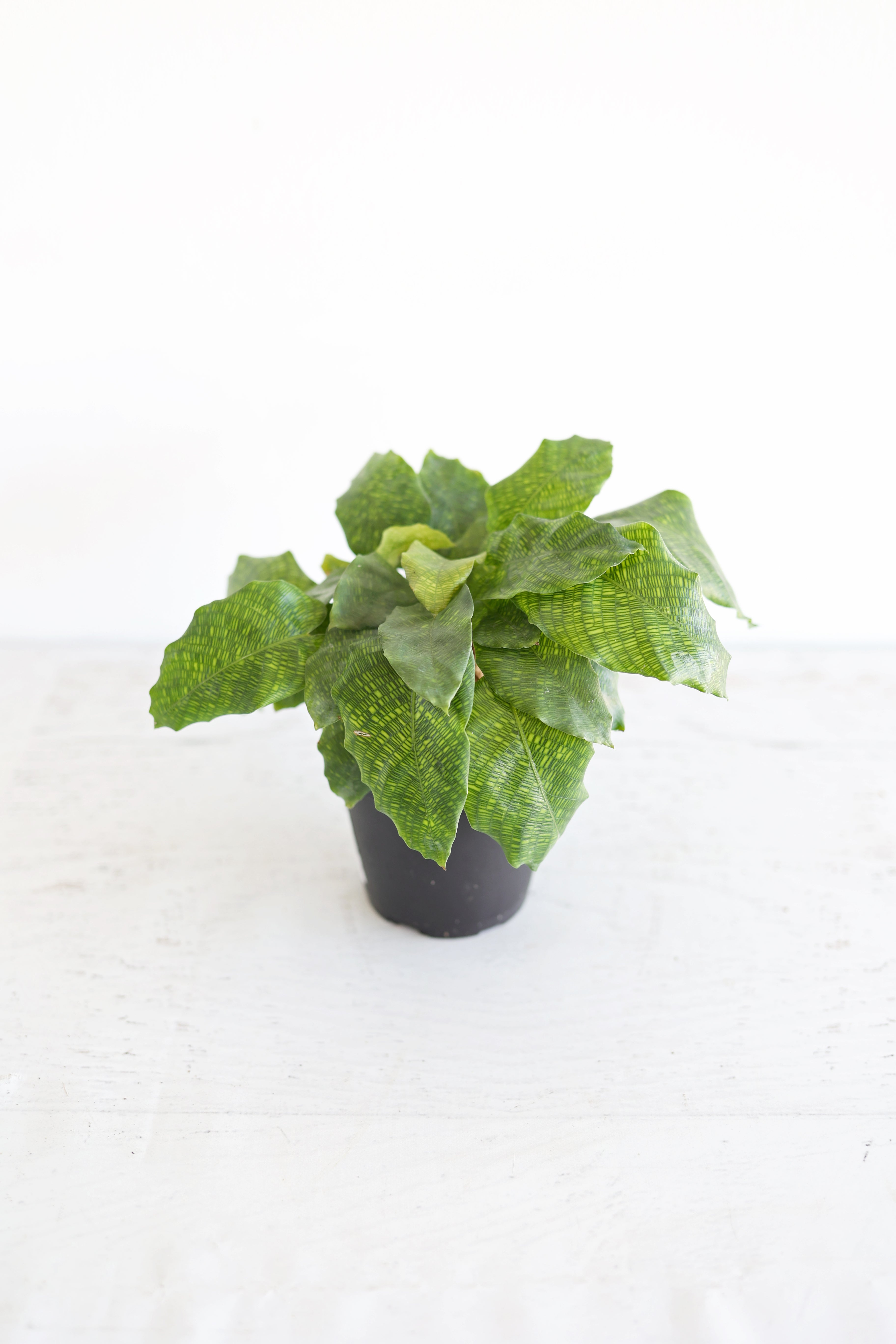 Musaica Calathea
