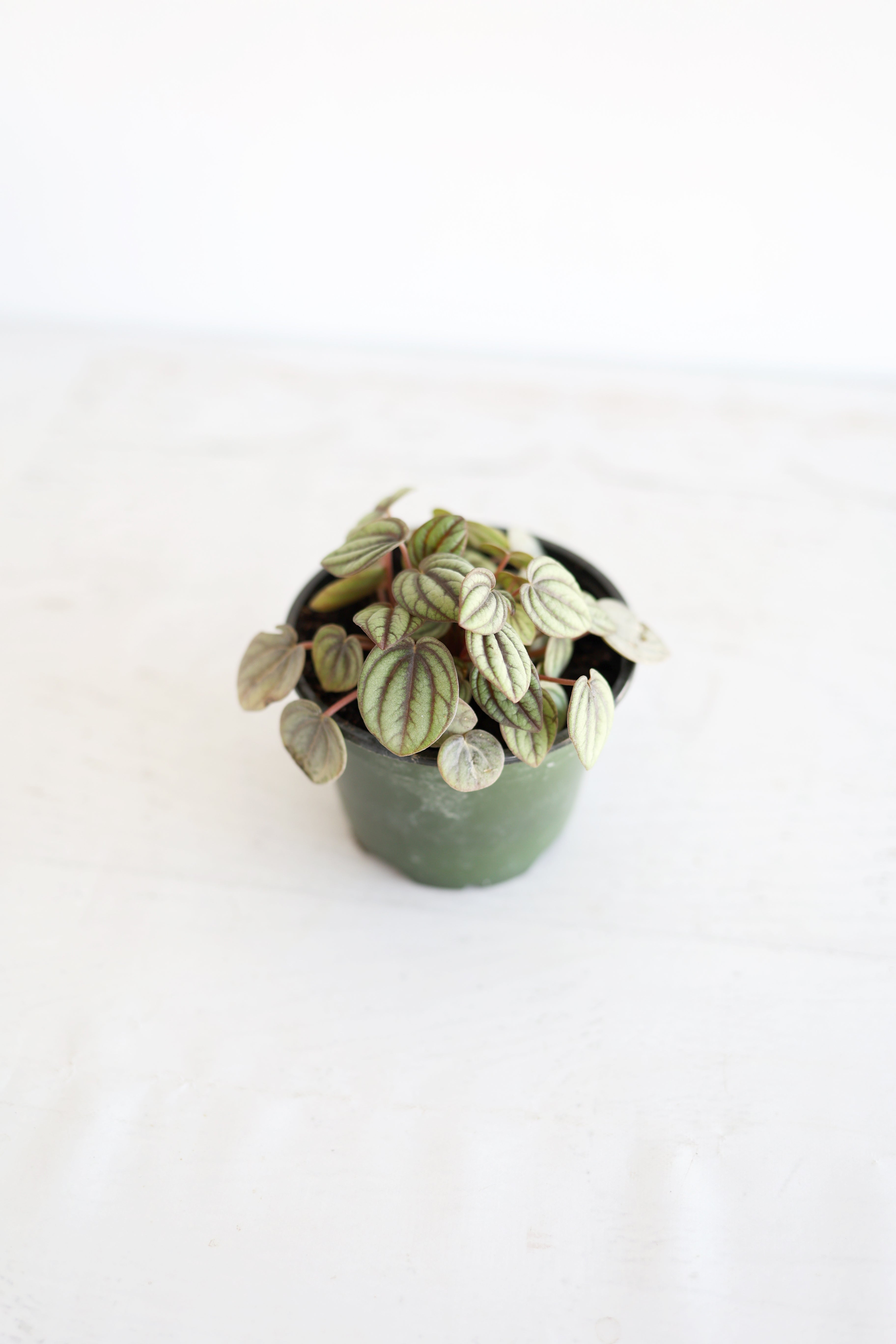 Dwarf Watermelon Peperomia