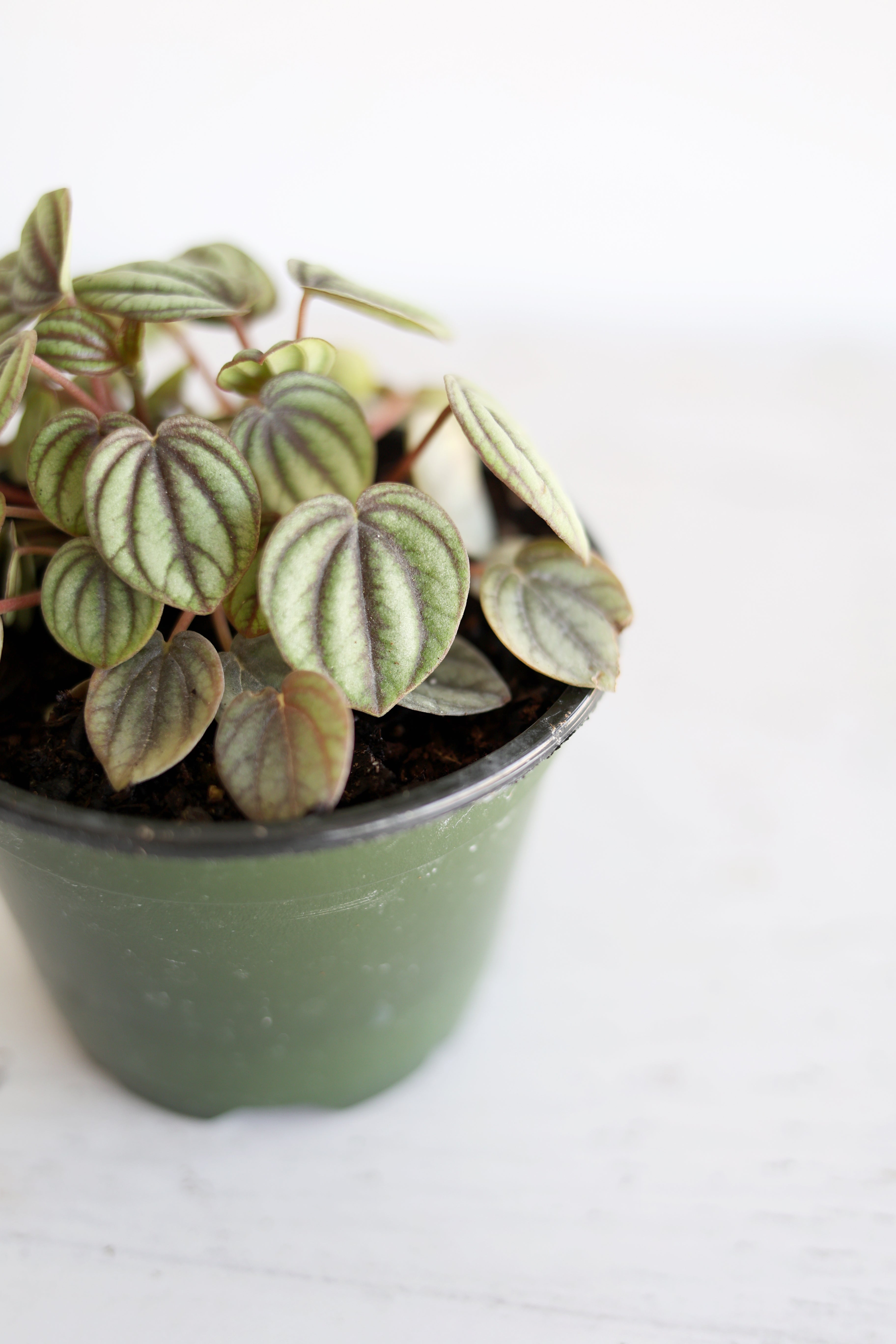 Dwarf Watermelon Peperomia
