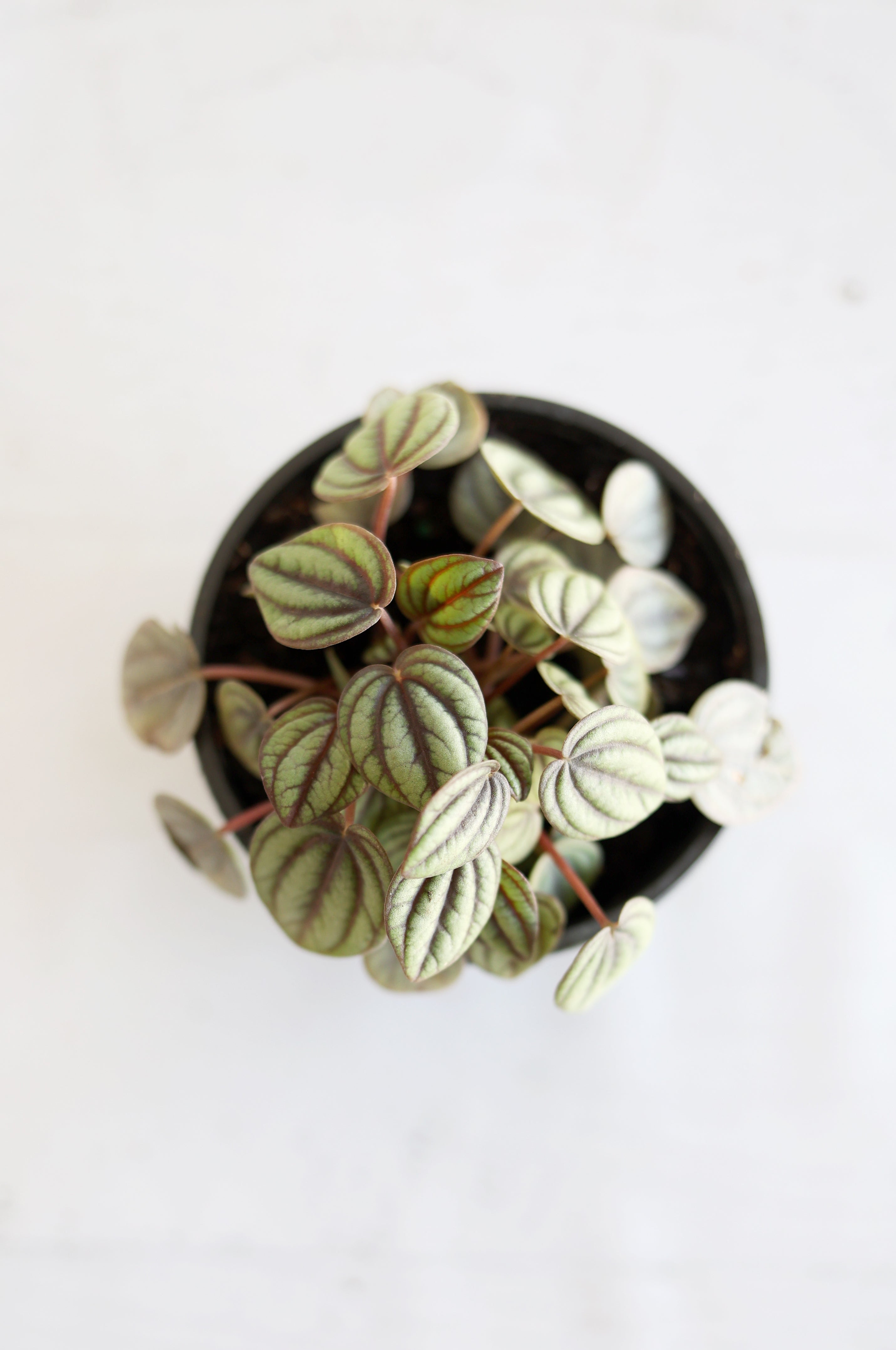 Dwarf Watermelon Peperomia