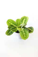 Lemon Lime Prayer Plant
