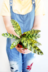 Rattlesnake Calathea