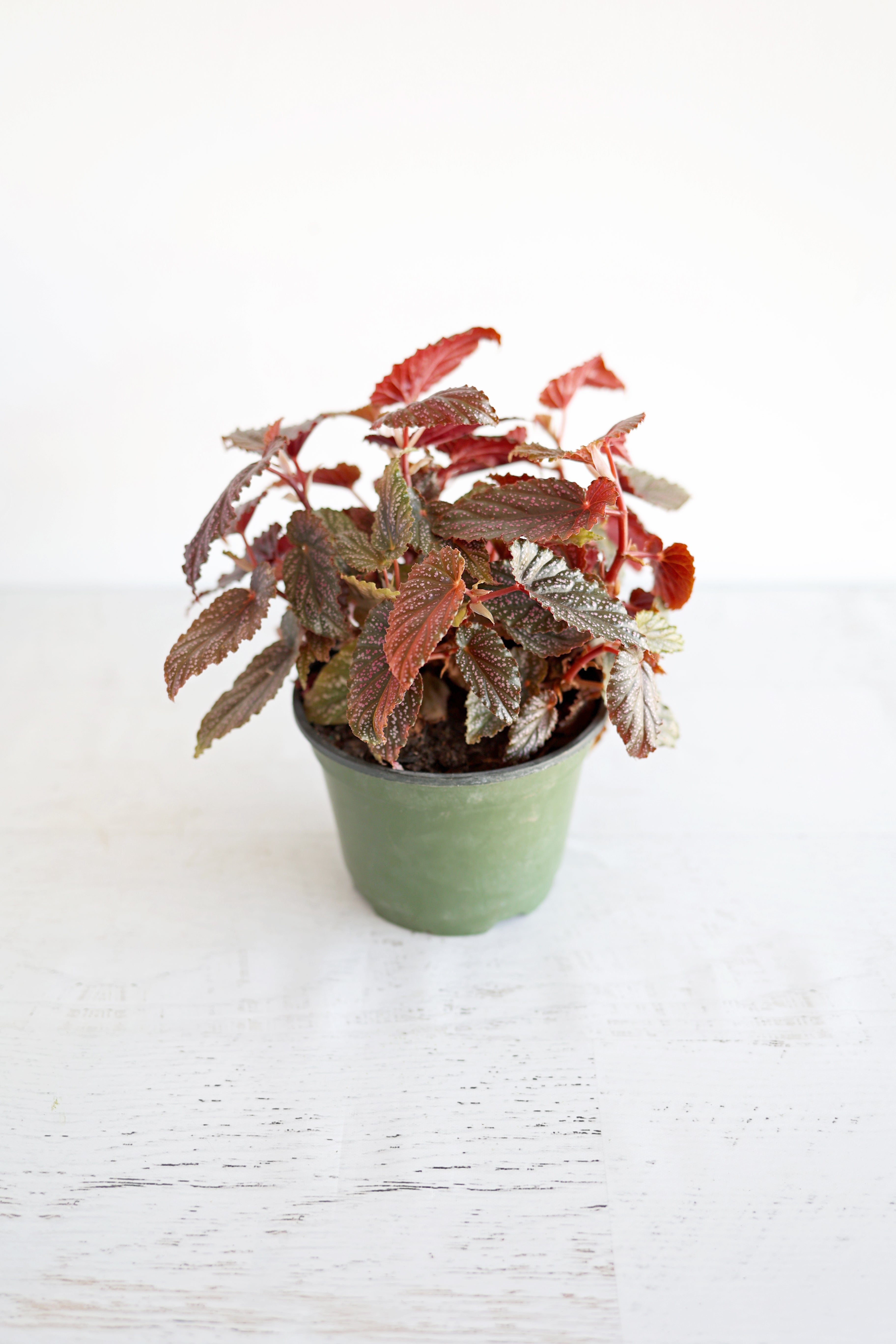 Begonia Maculata "Pink Spot" | 6" Pot