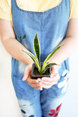 Variegated Snake Plant