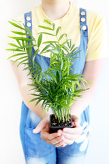 Parlor Palm