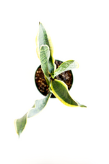 Variegated Snake Plant