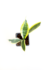 Variegated Snake Plant