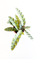 Rattlesnake Calathea