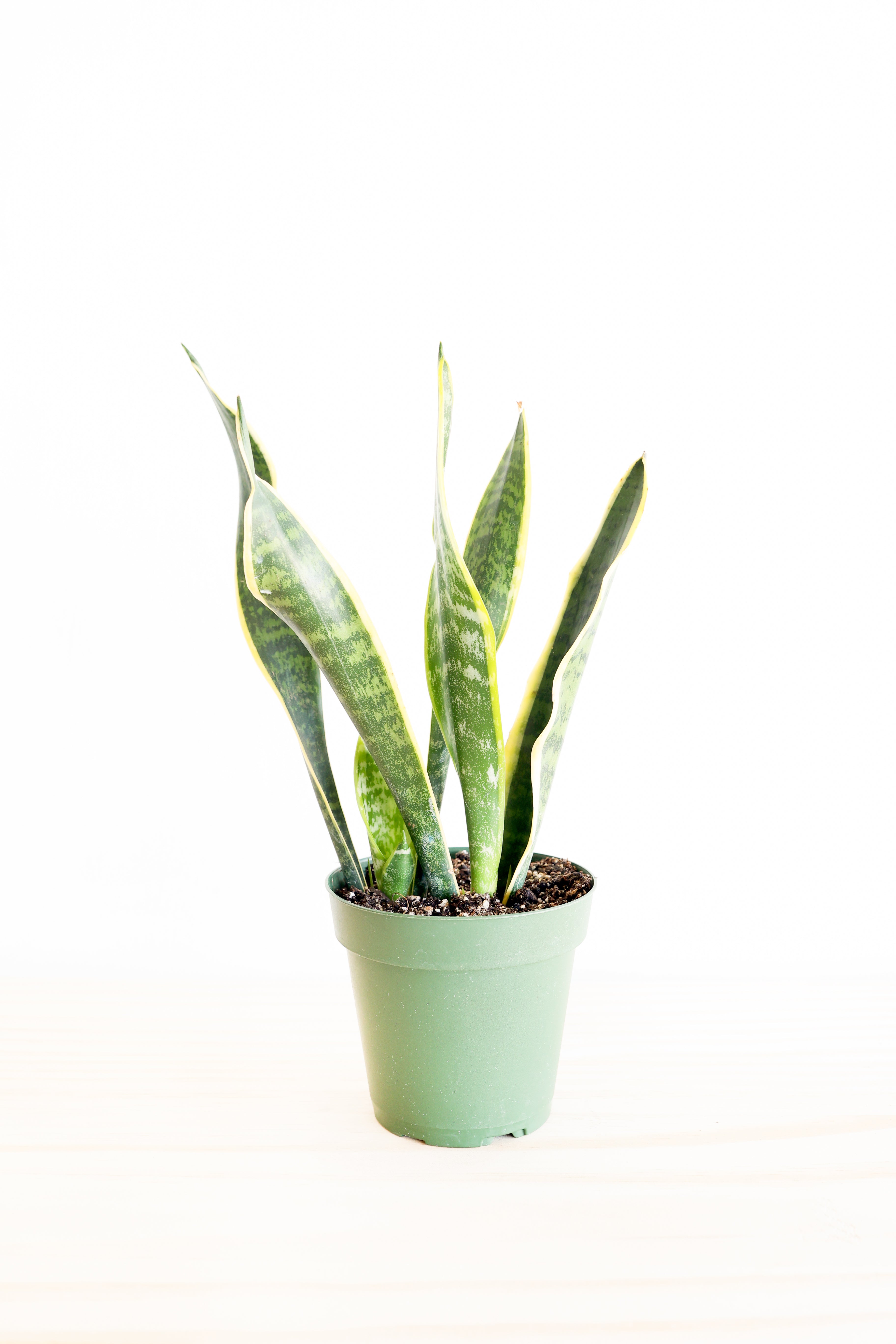 Variegated Snake Plant