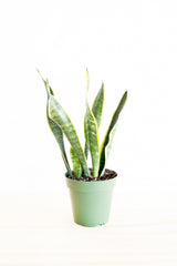 Variegated Snake Plant