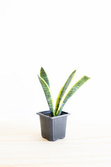 Variegated Snake Plant