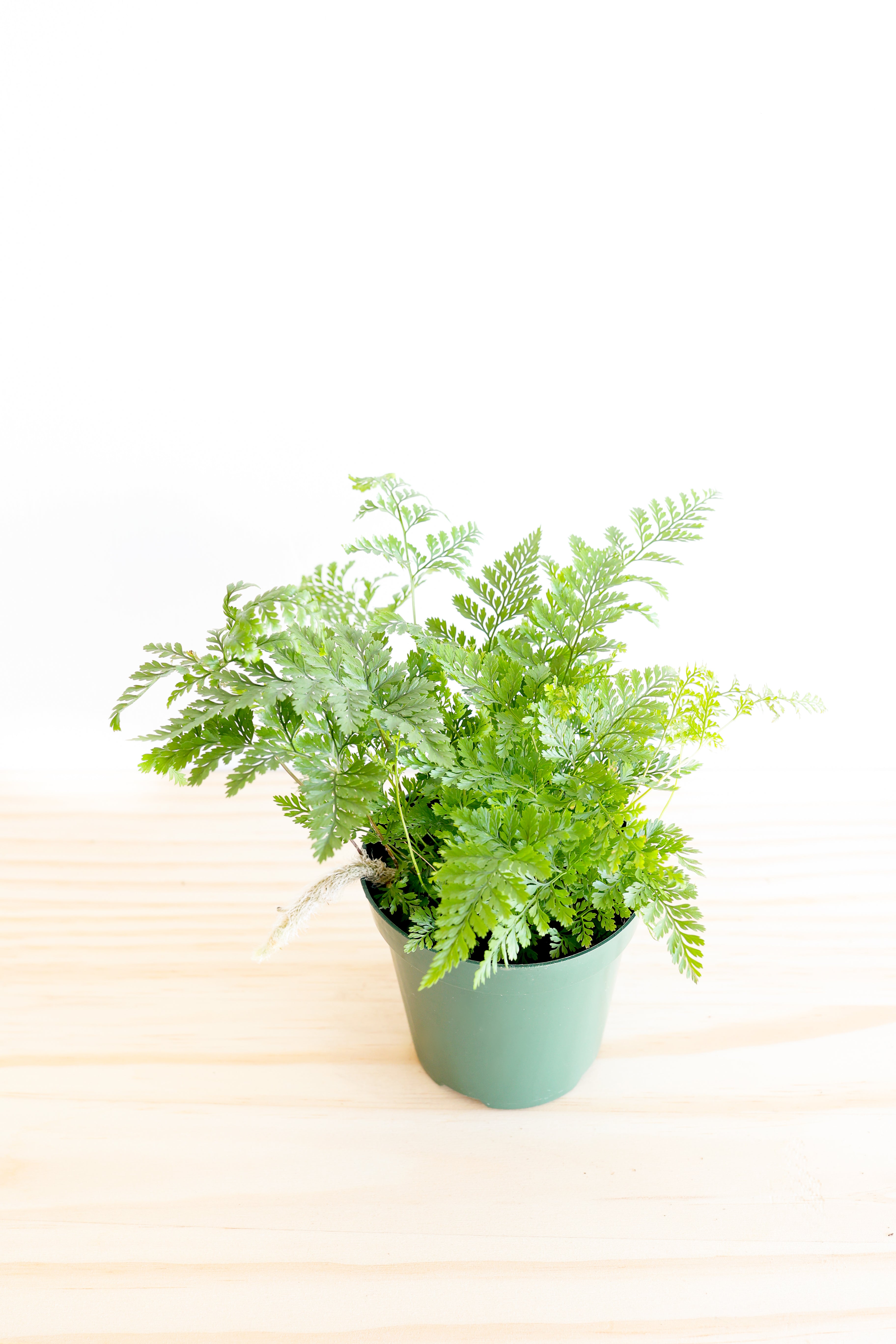 Rabbit's Foot Fern Plant