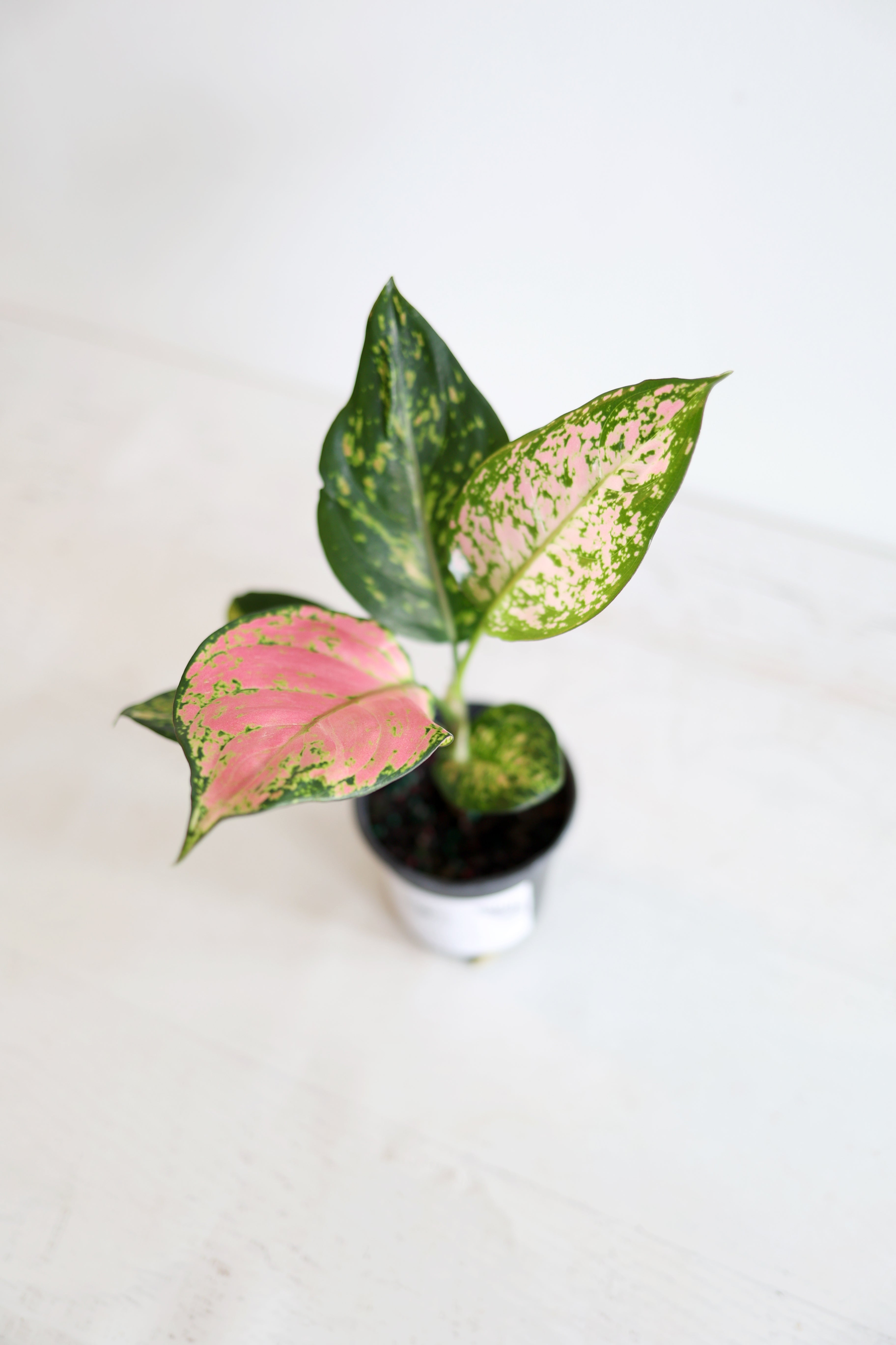 Aglaonema