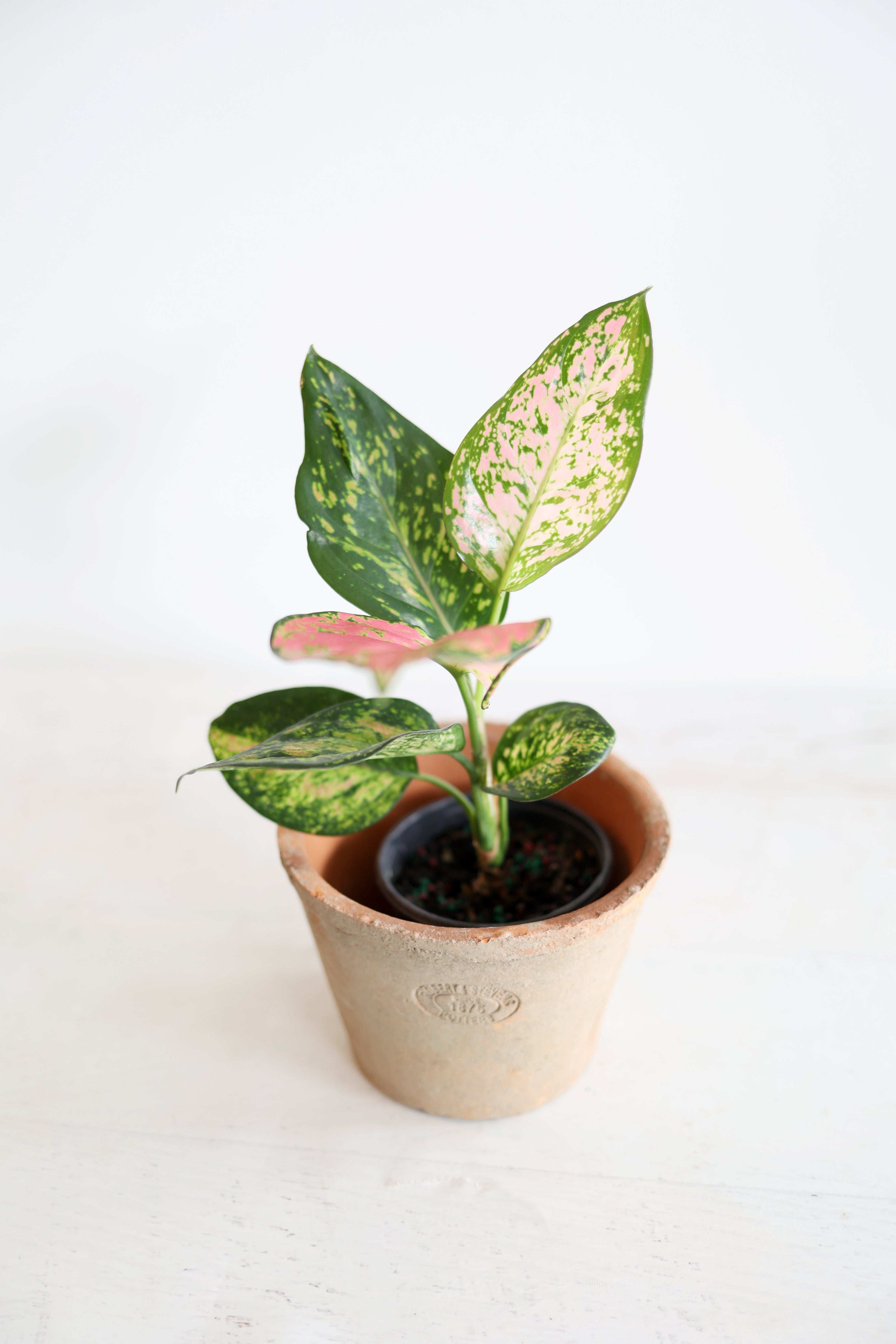Aglaonema