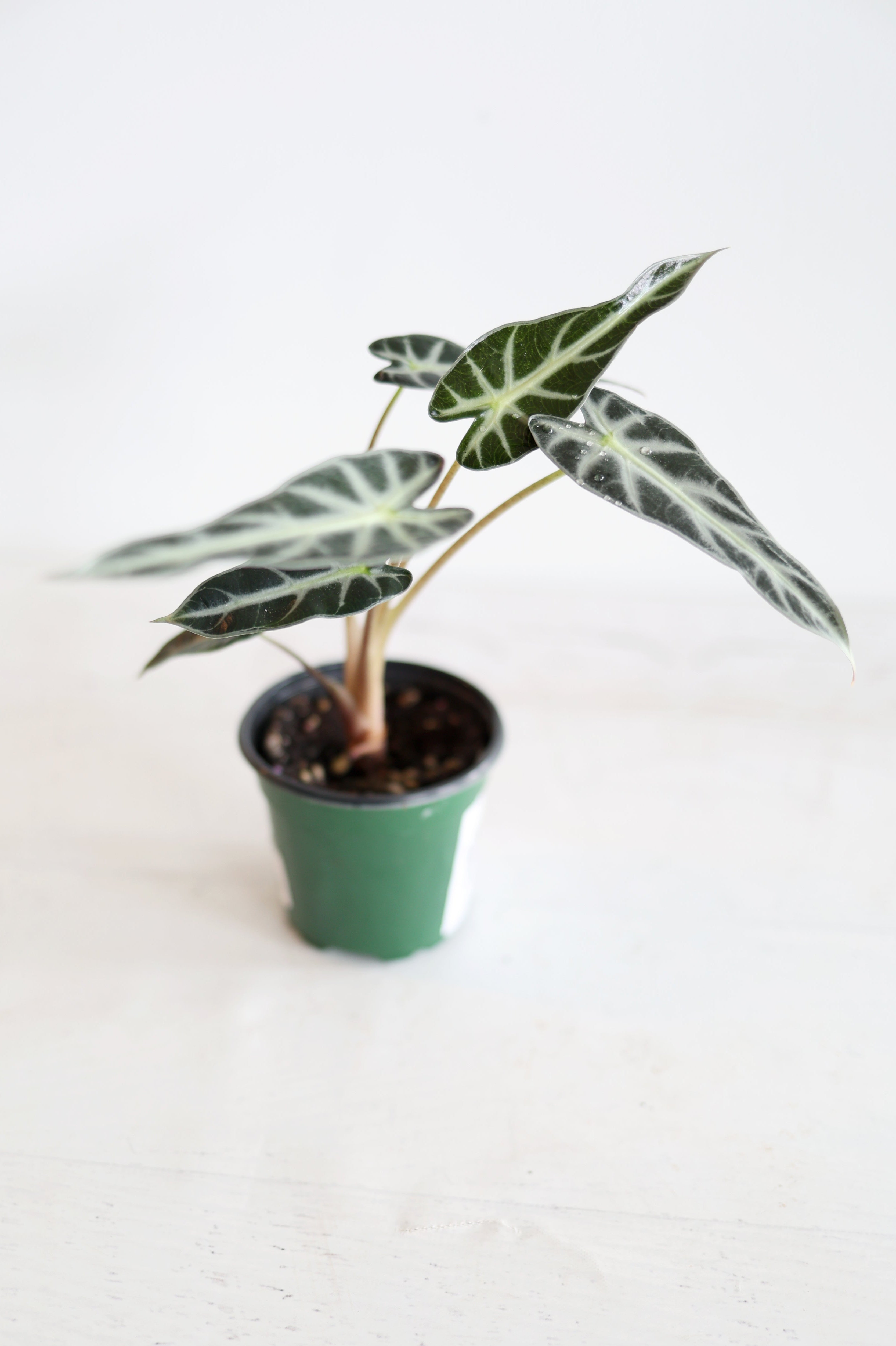 Alocasia 'Bambino'