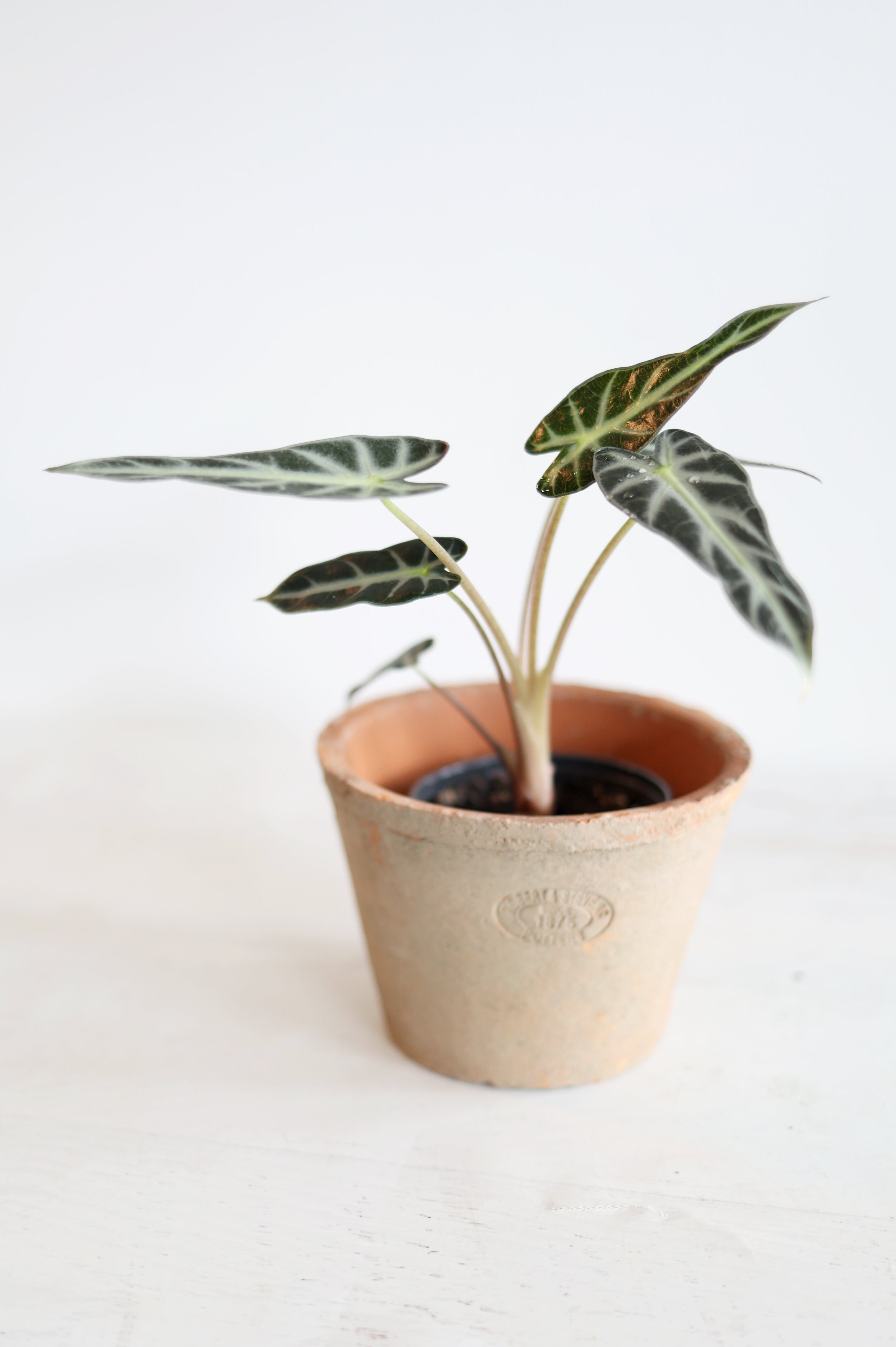 Alocasia 'Bambino'