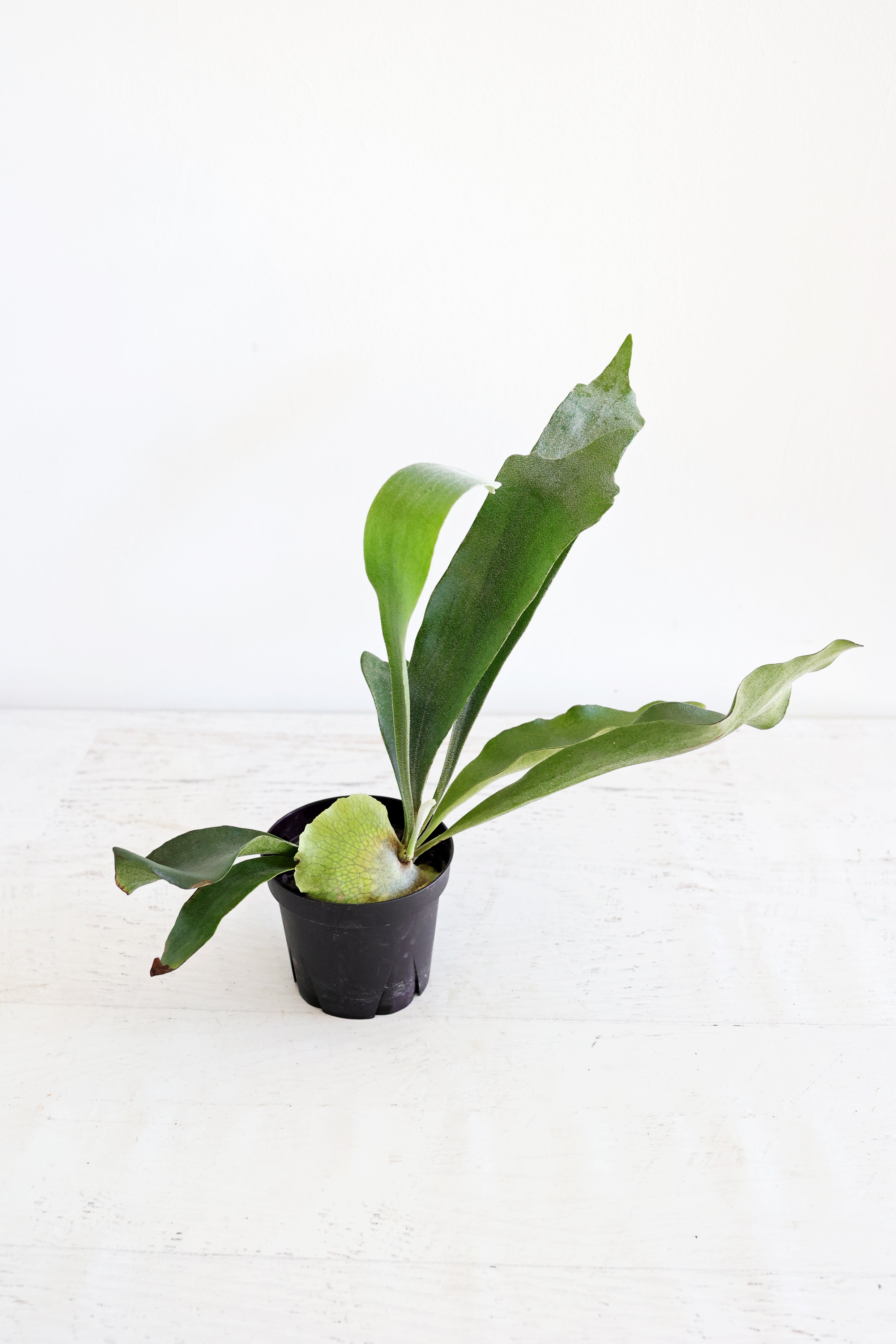 Staghorn Fern