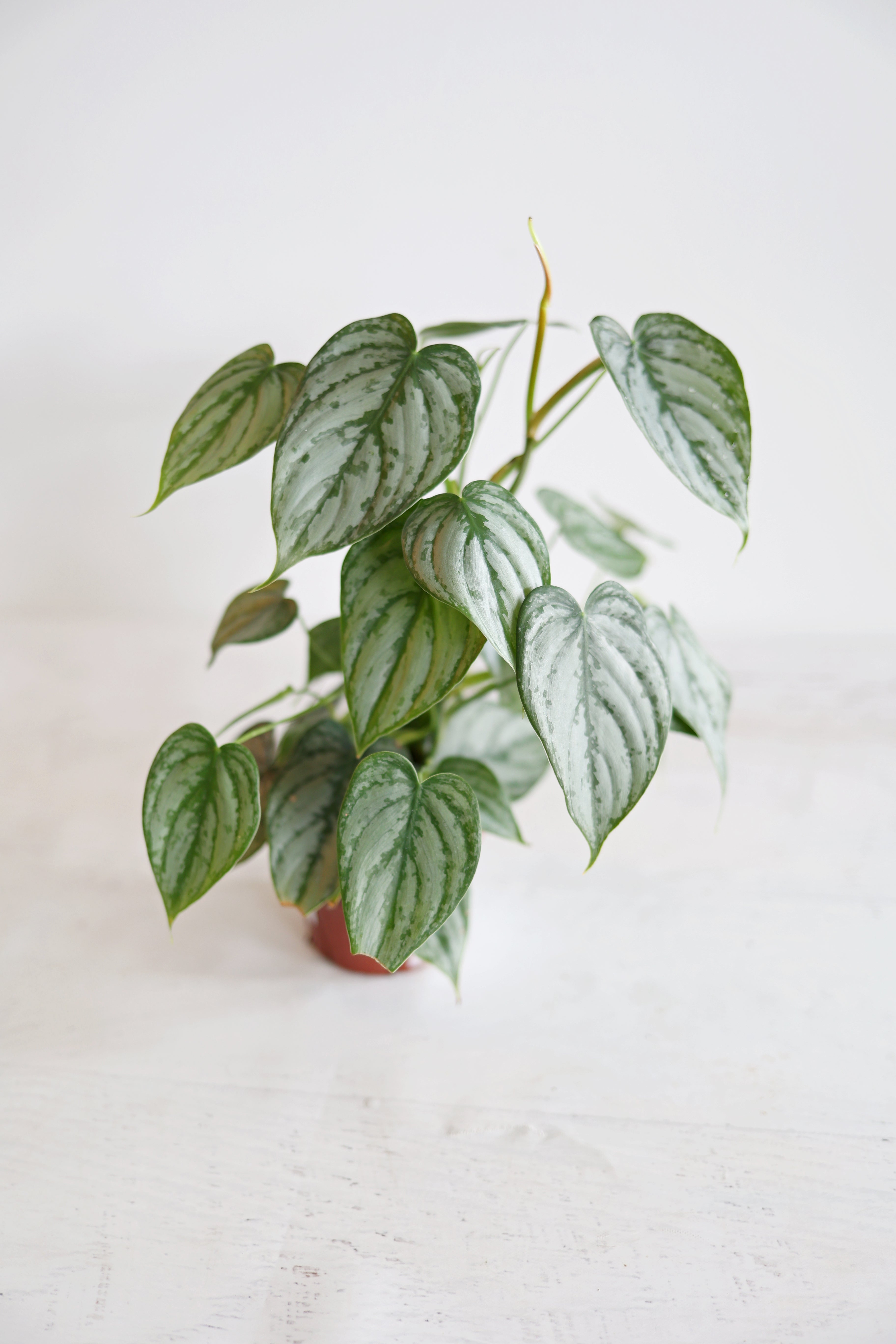 Scindapsus Pictus 'Exotica'