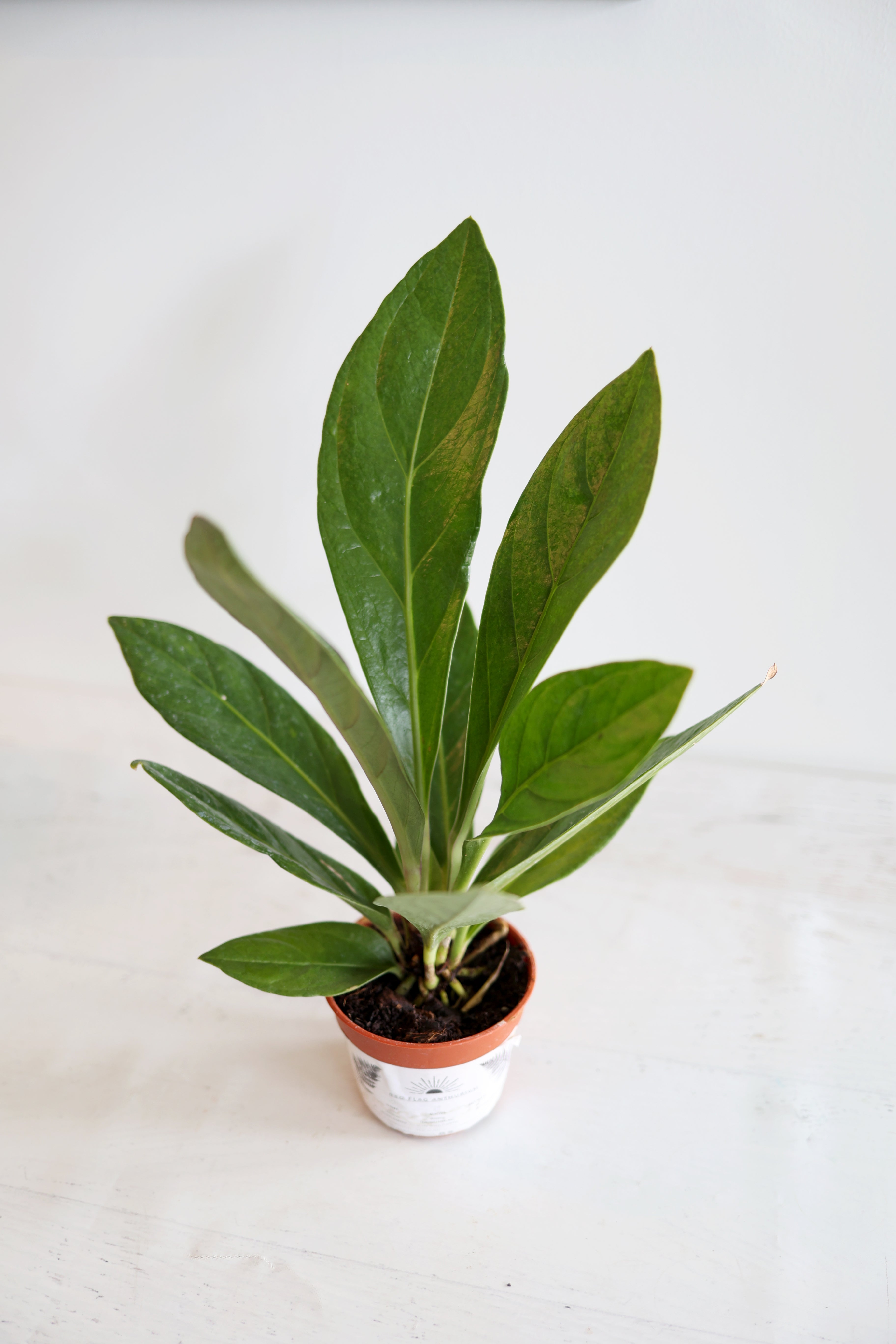 Anthurium Red Flag