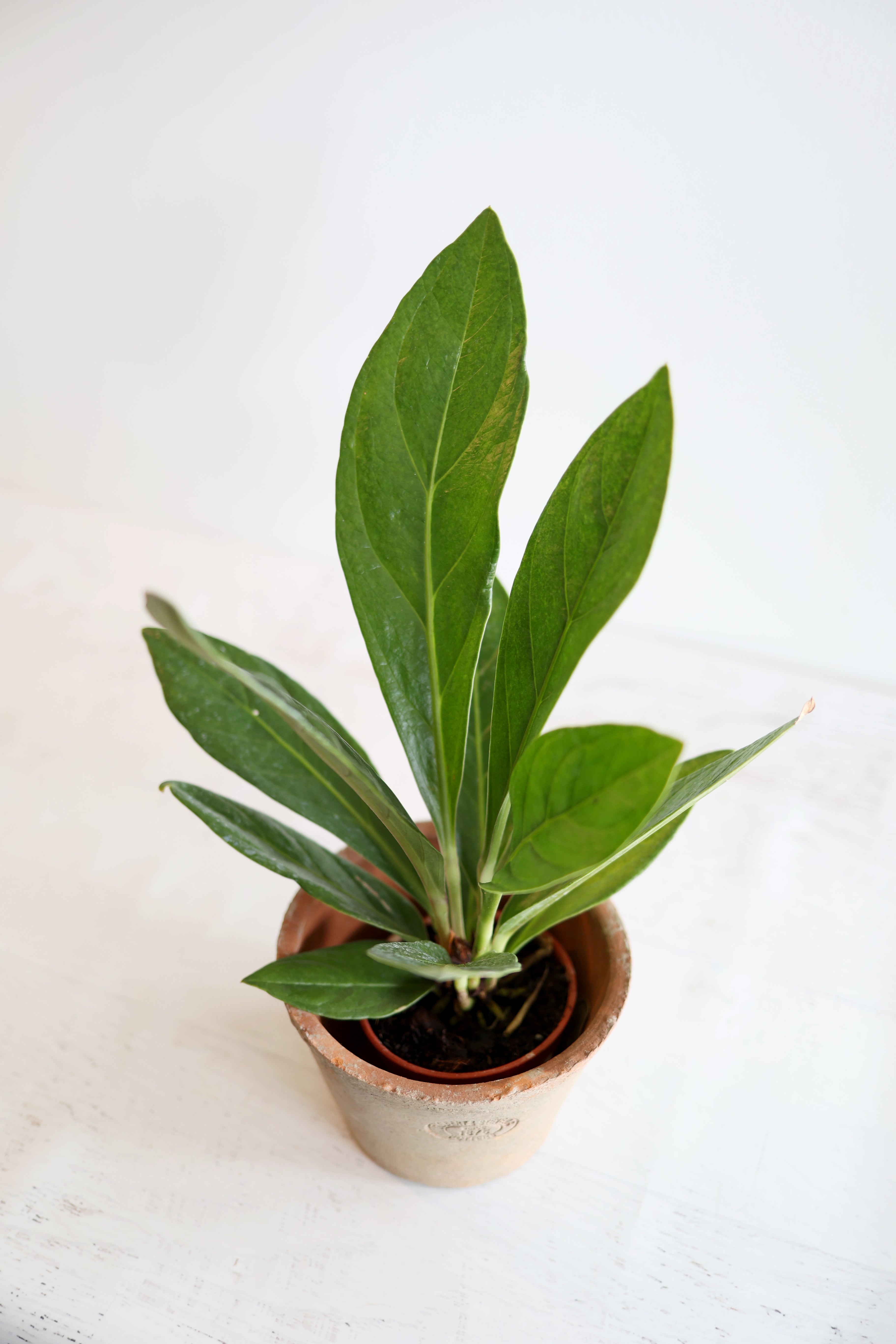 Anthurium Red Flag
