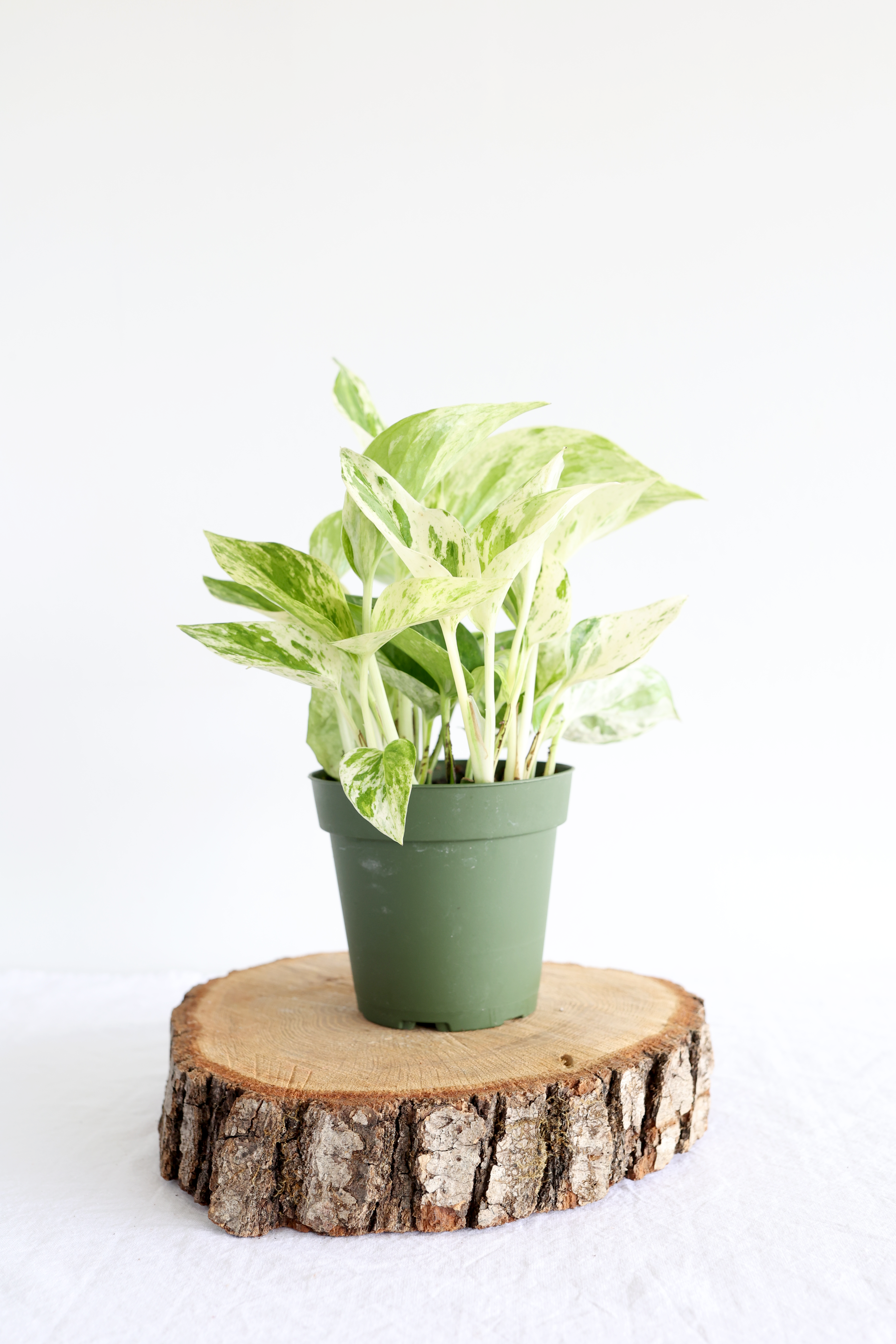 Marble Queen Pothos Plant