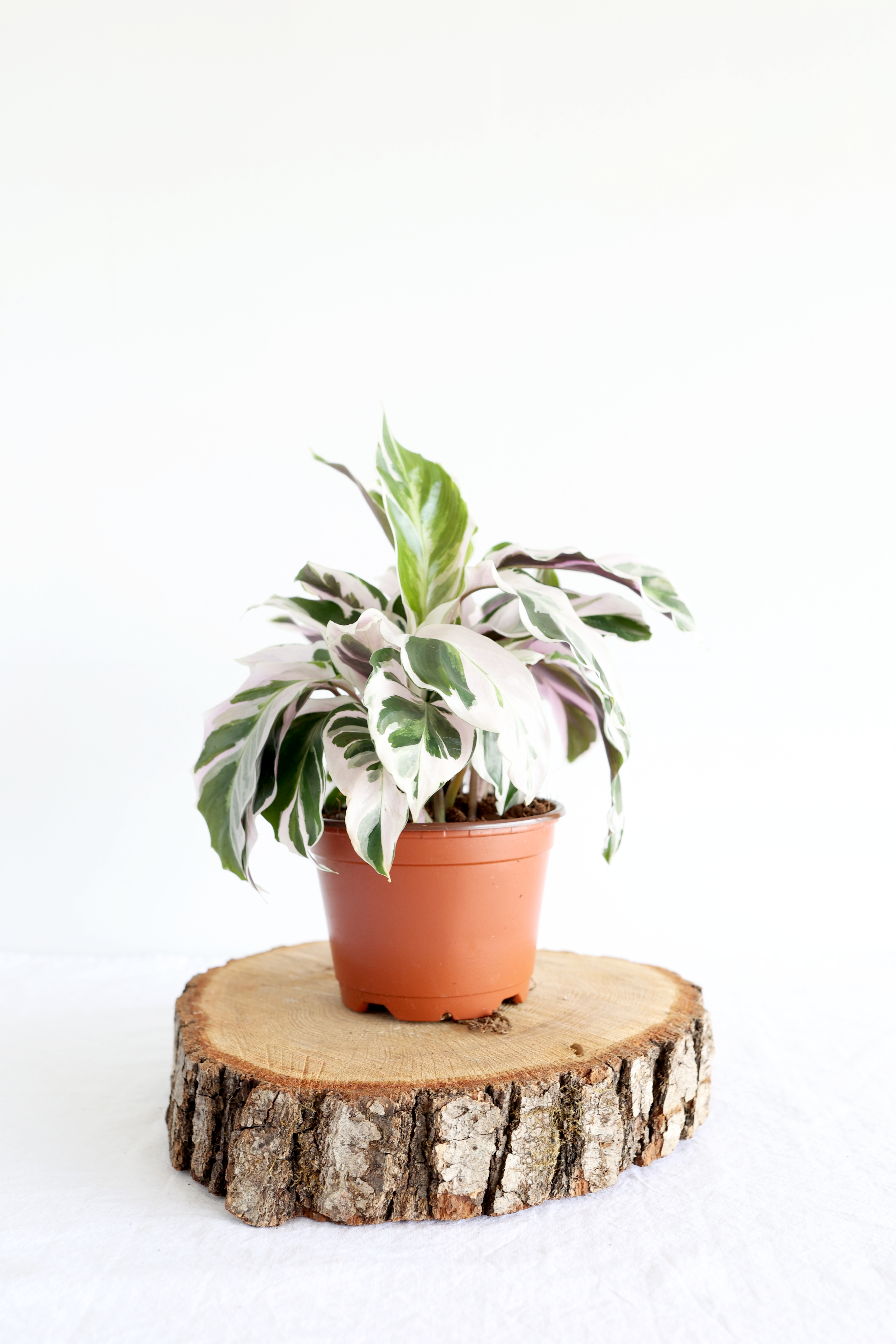 White Fusion Calathea Plant