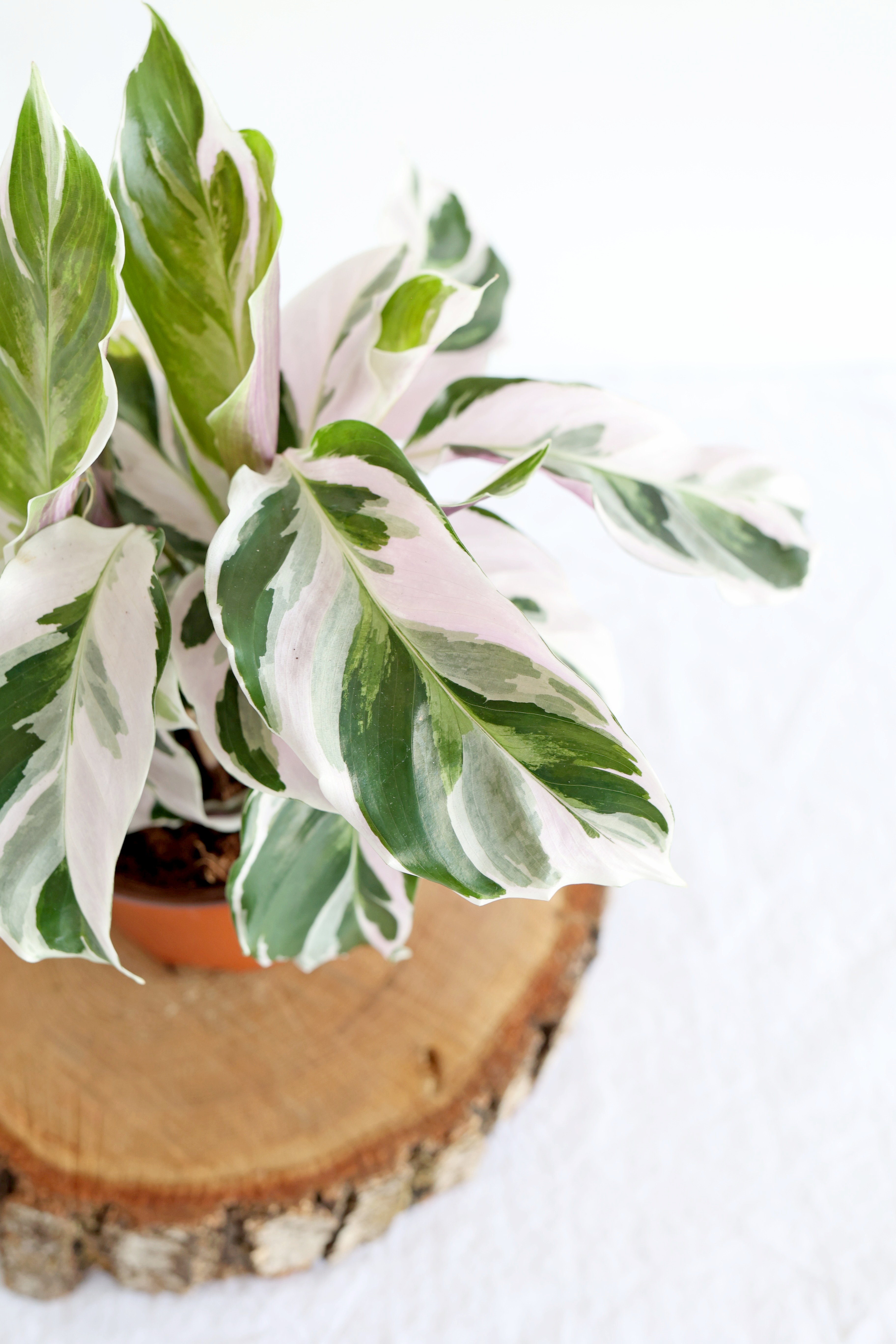 White Fusion Calathea Plant
