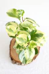Variegated Baby Rubber Plant