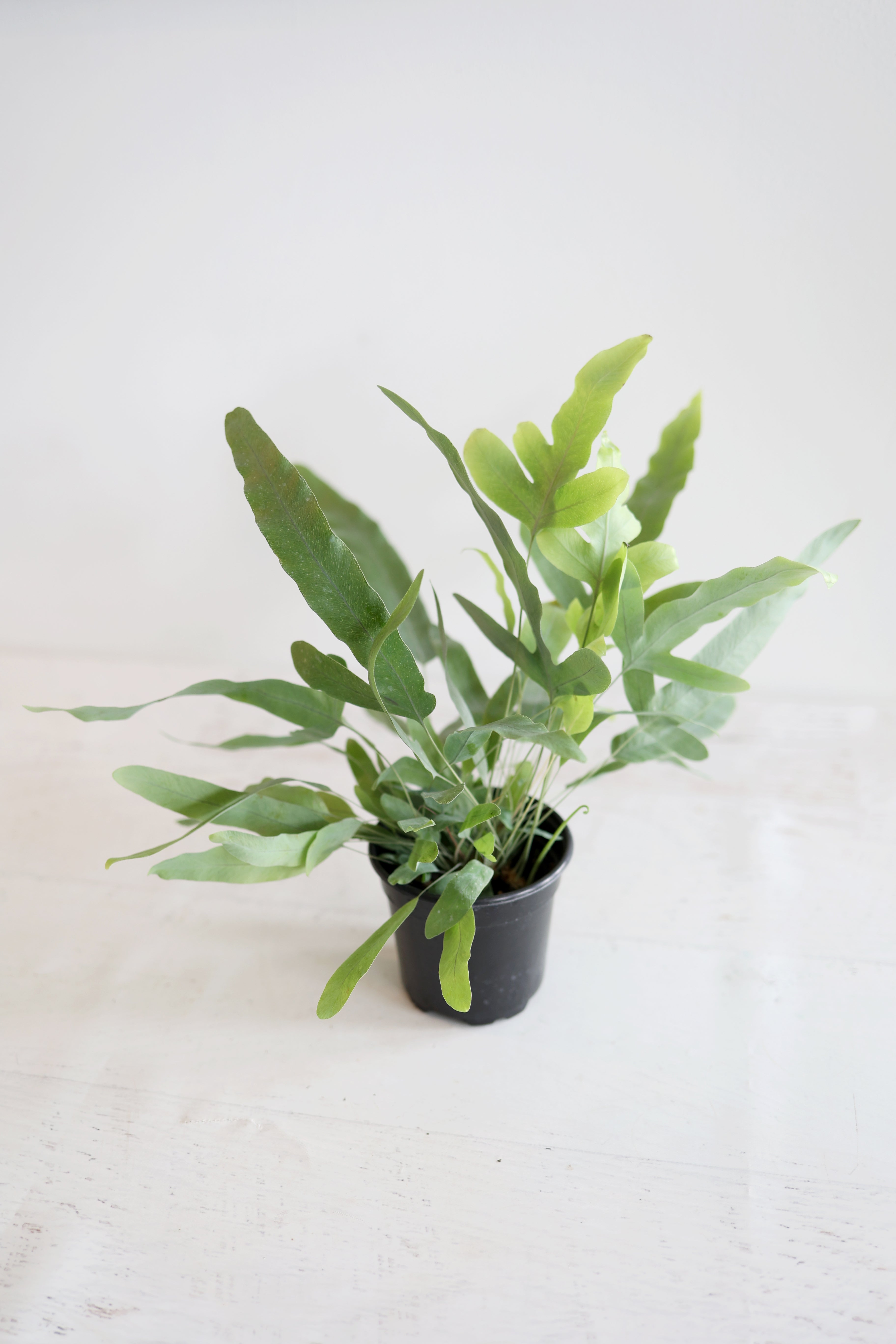 Blue-star Fern