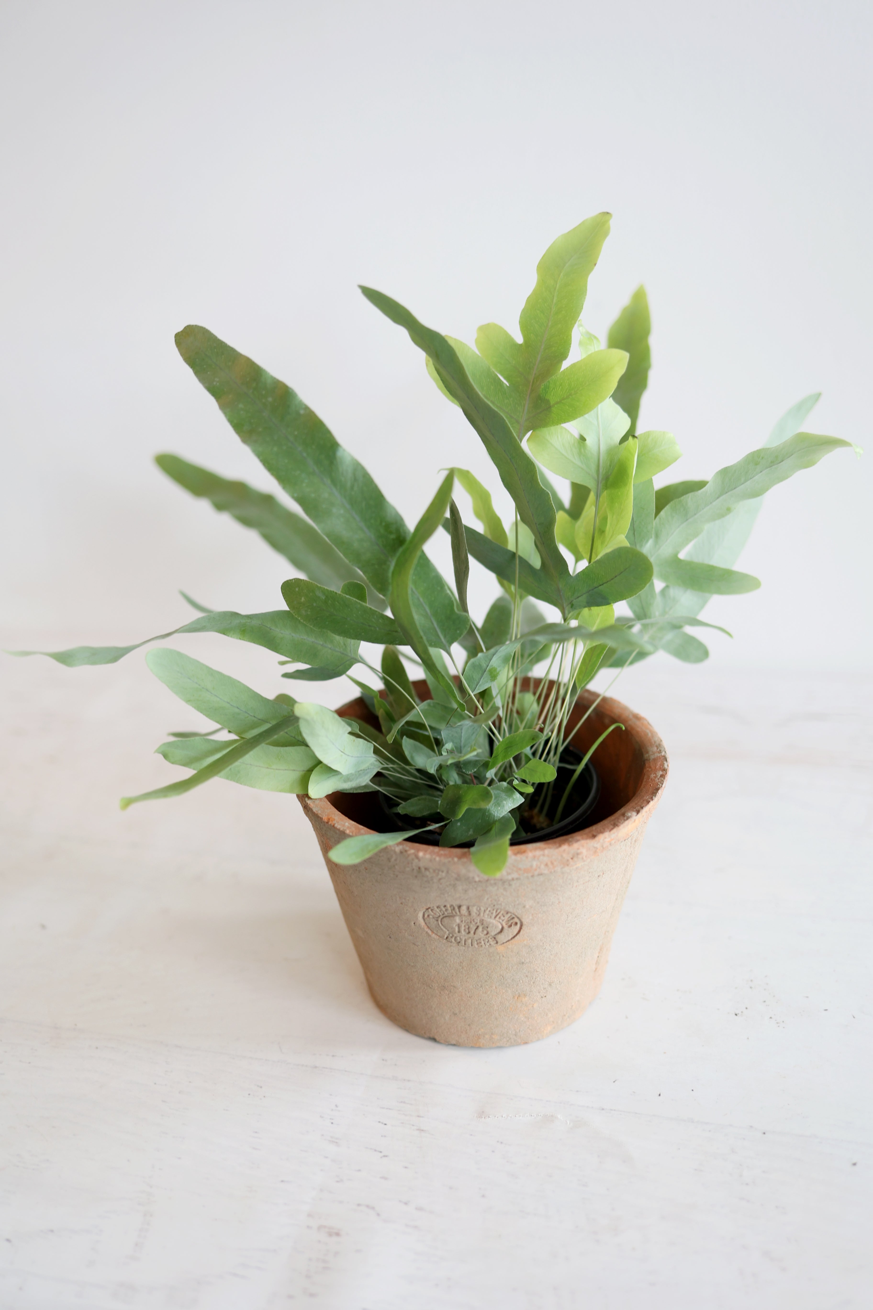 Boston Fern