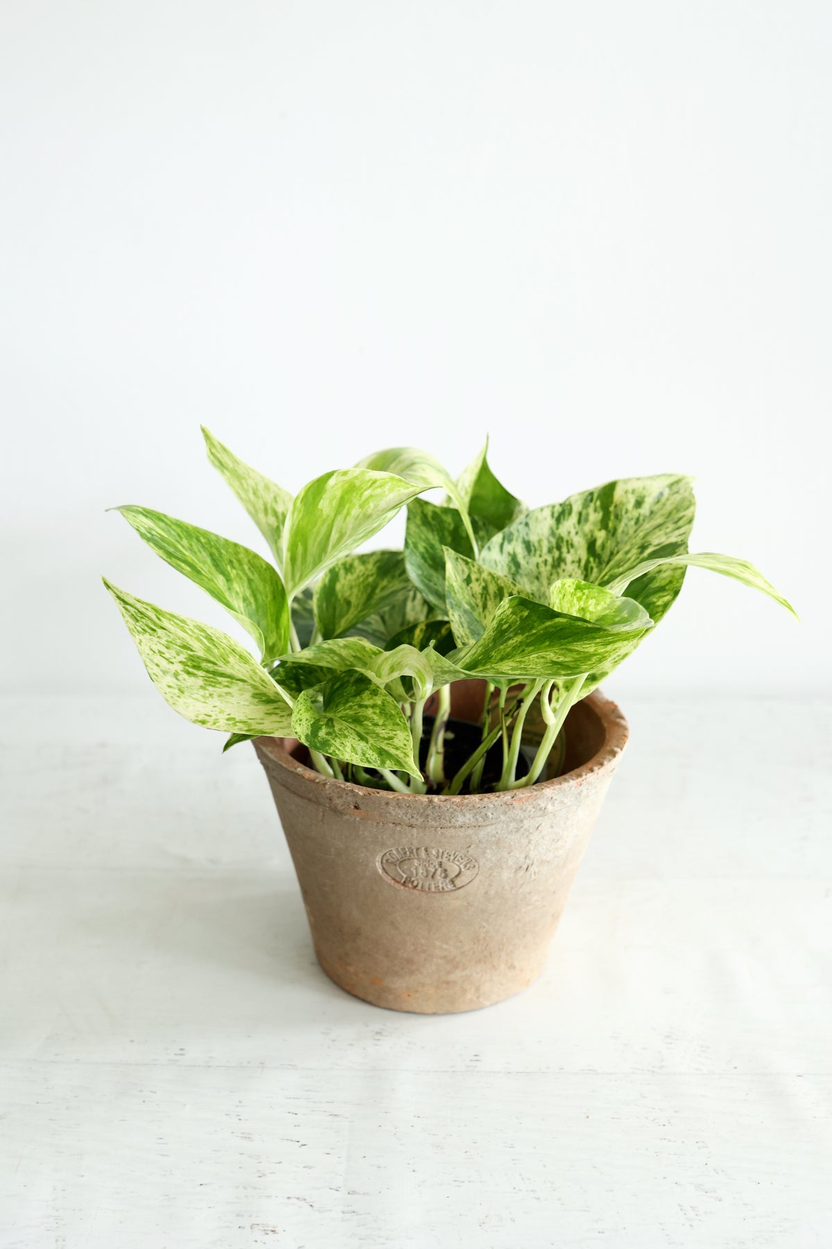 Snow Queen Pothos