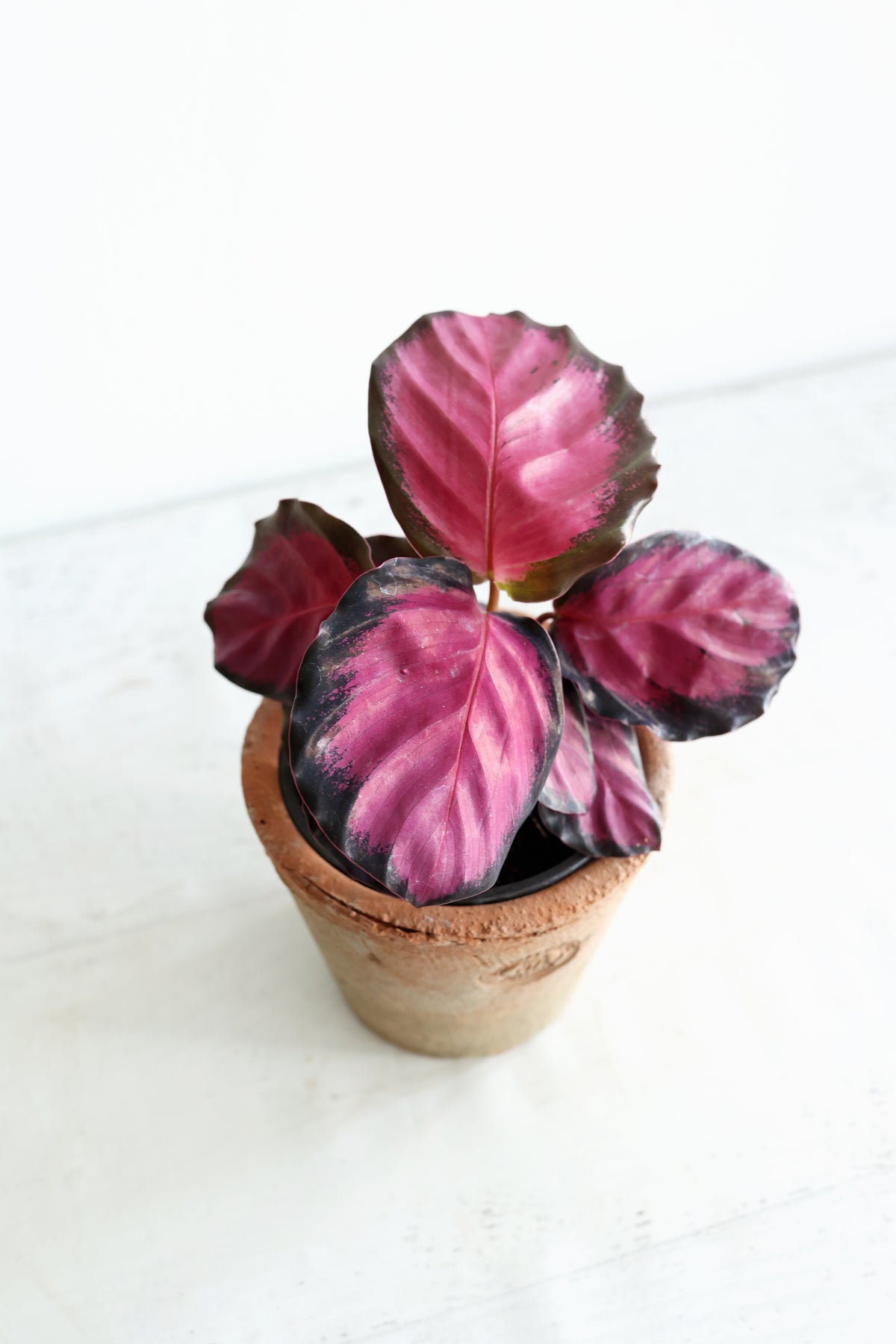 Purple Rose Calathea (Calthea Roseopicta)